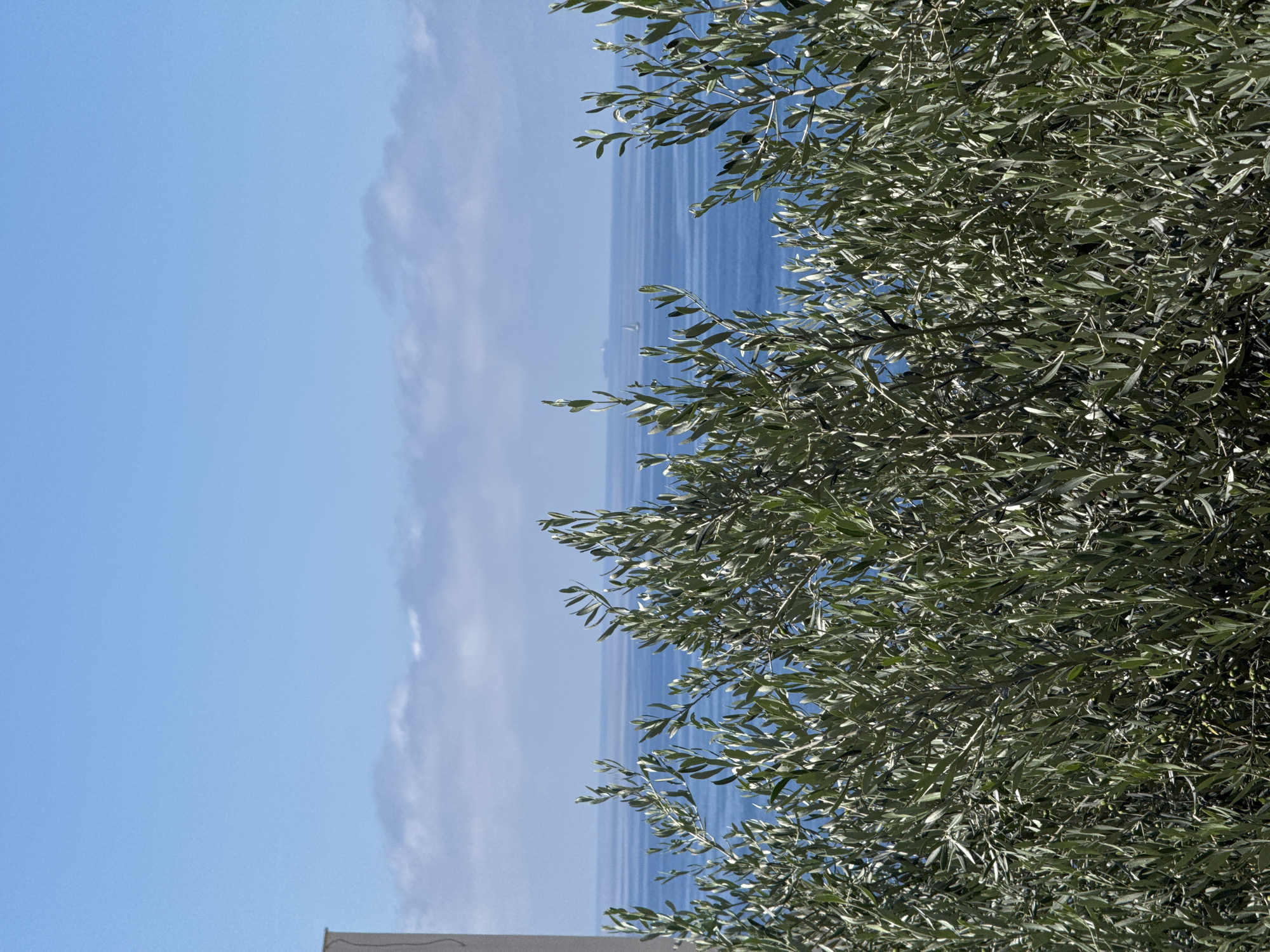 This is a photograph taken outdoors in Trap, Montenegro, featuring a view of the sea and sky. In the foreground, lush green olive branches with small green olives partially obscure the view. The sea is a deep blue, with a faint horizontal line separating it from the lighter blue sky above. A few wispy white clouds are present in the sky. In the distance on the water, a small sailboat and a larger ship are visible. On the far left of the frame, a portion of a light-colored vertical structure, possibly a building or a pillar, is visible against the sky. The lighting suggests it is daytime with clear weather.