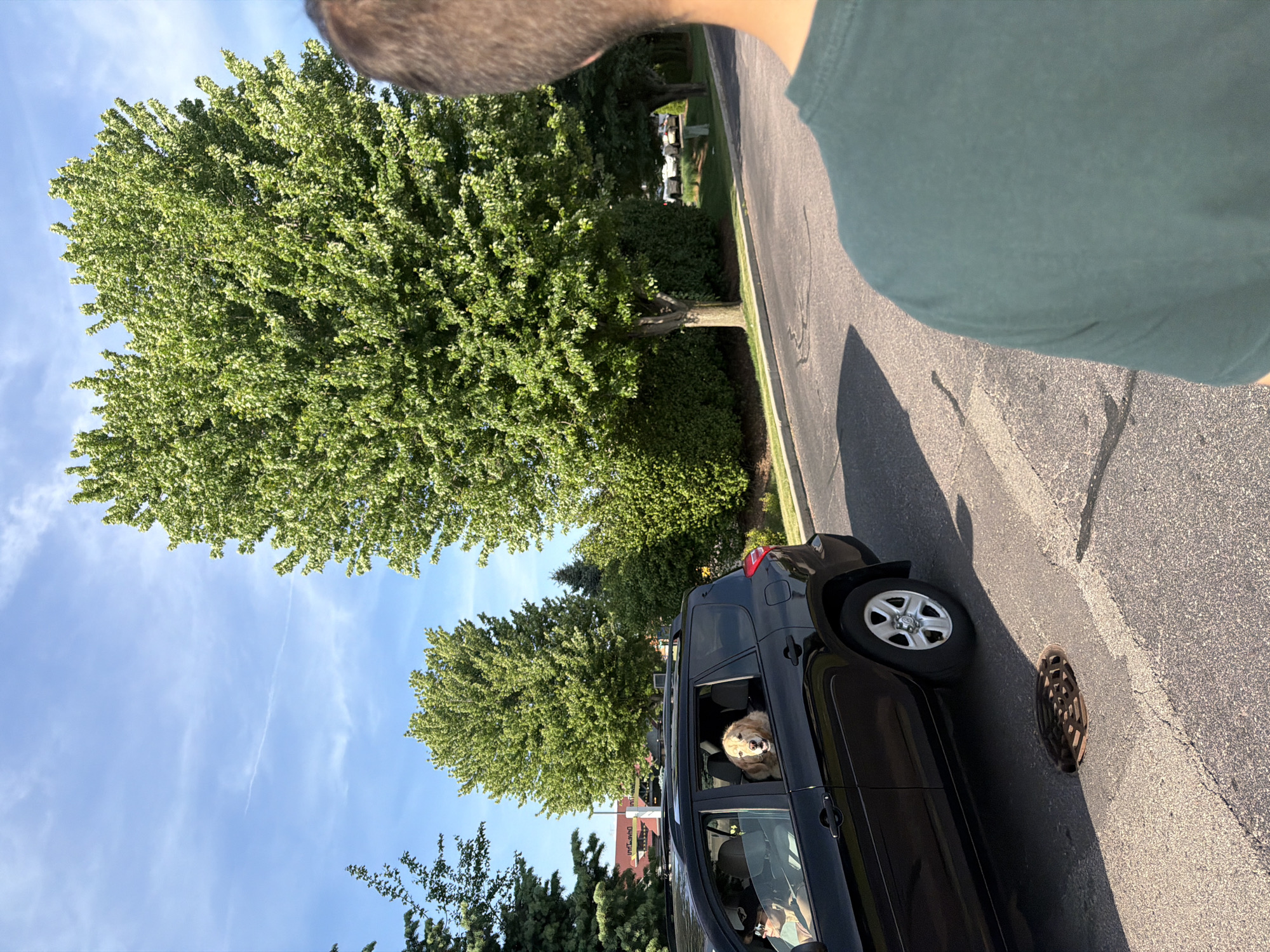 A slightly high-angle shot shows a black SUV parked on the right side of an asphalt street with a manhole cover near the curb. A golden retriever is visible in the open back window of the SUV, looking towards the camera. Two men are partially visible, one at the top of the frame and another in the driver seat of the SUV. A row of green trees lines the left side of the street. The sky is blue with some cloud streaks. In the distance across the street, there is what appears to be a grassy area with tombstones, possibly a cemetery, and a building and signs are visible in the far background.