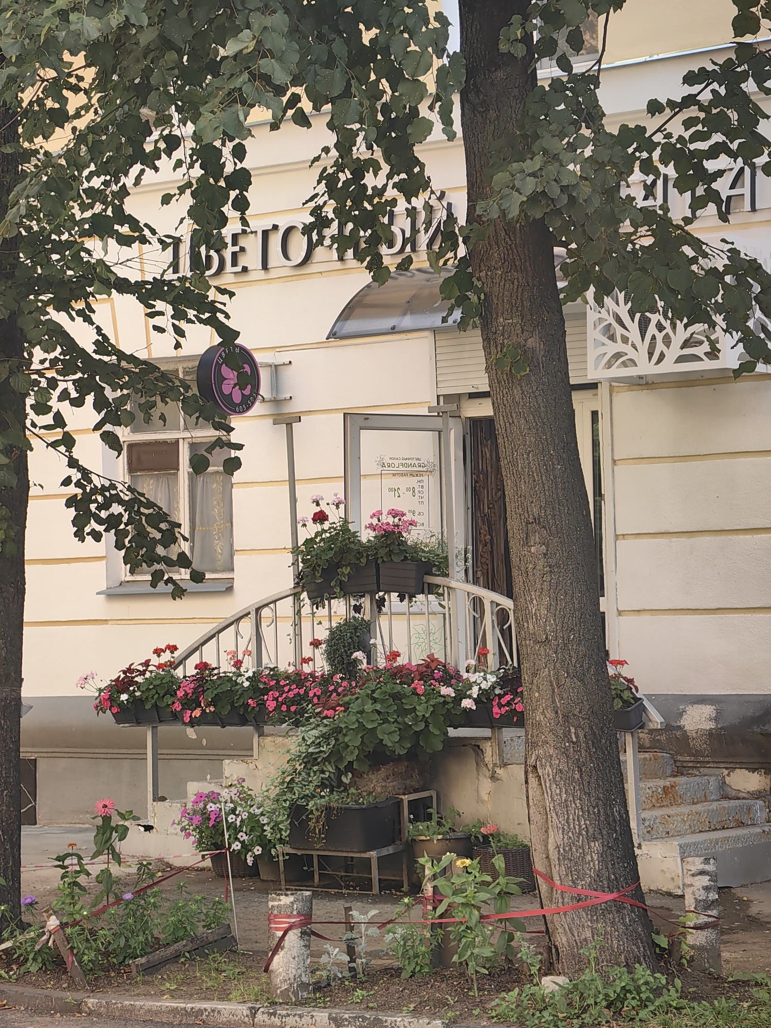 A building with a light-colored facade, likely a shop, is visible, partially obscured by the foliage of a large tree. A sign with Cyrillic lettering, which reads "ЦВЕТОЧНАЯ ФАНТАЗИЯ" and a phone number, is affixed to the building. Another sign with Cyrillic text is visible through the shop's glass door. A set of stairs leads up to the entrance, flanked by window boxes filled with blooming pink and white flowers. Various potted plants and flowers are also arranged on the ground level, in front of the building. The scene appears to be on a street in the city of Tver, Russia.