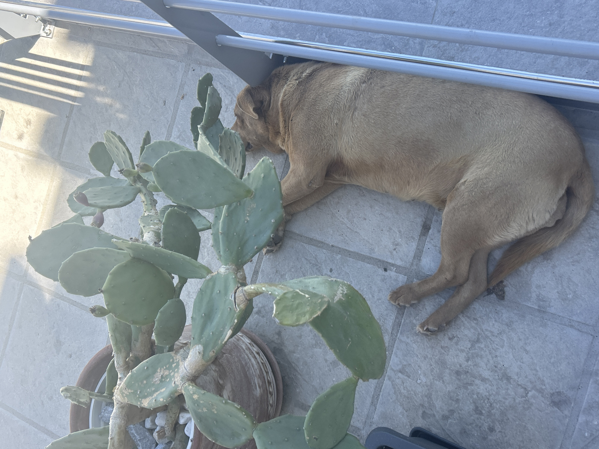 The image depicts an outdoor scene in Νέα Κερδύλια, Greece, featuring a brown dog lying on a tiled surface beneath a metal structure, possibly a balcony or outdoor seating. The dog is positioned beside a potted prickly pear cactus. The scene is lit by sunlight, casting shadows across the tiles. No people are visible.