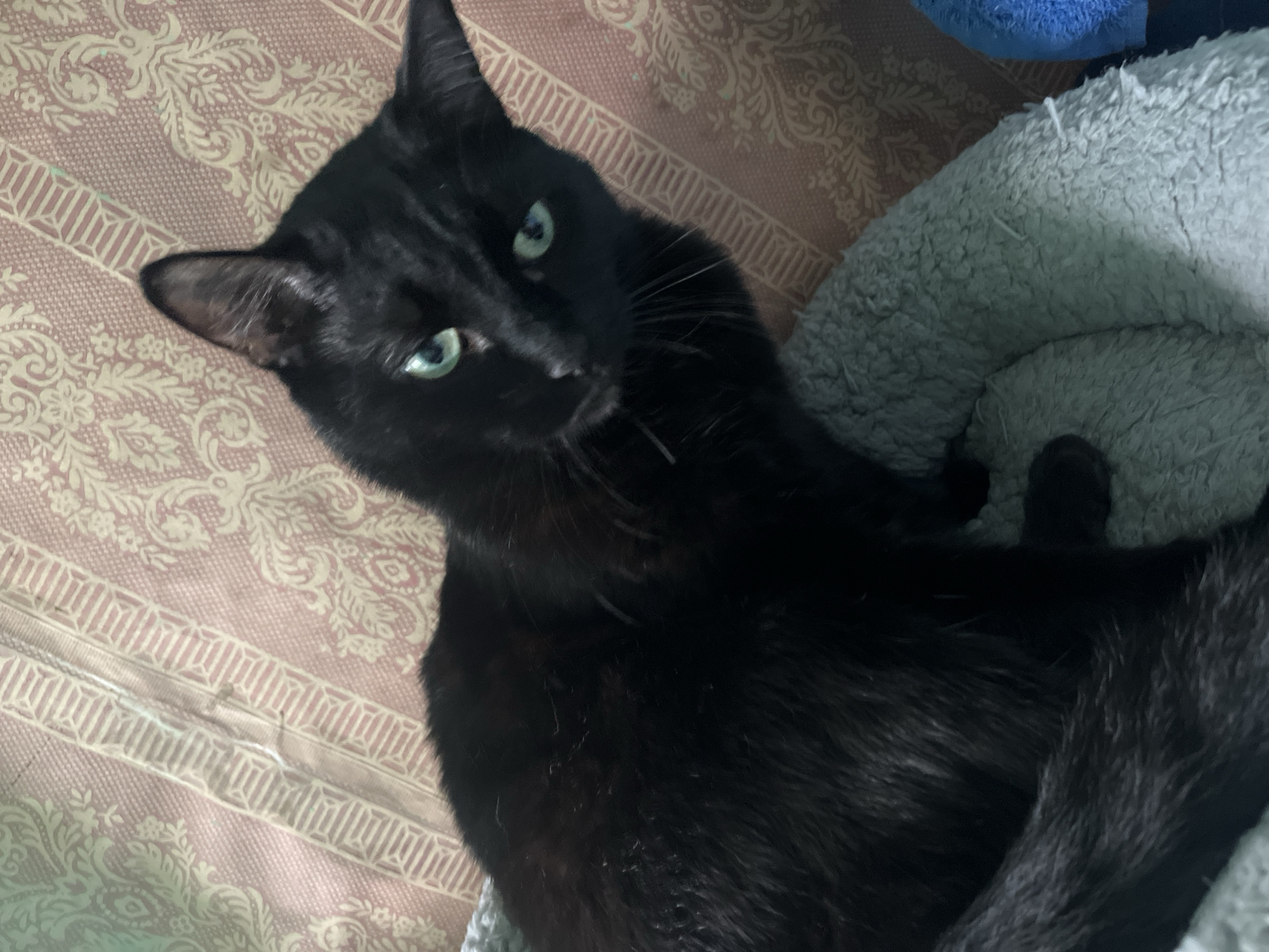 A black cat with green eyes is curled up on a light blue plush pet bed. The cat is looking towards the camera. The background consists of a pink and cream patterned fabric. There are no identifiable landmarks or features that would indicate a specific location in Nizhny Tagil, Russia.