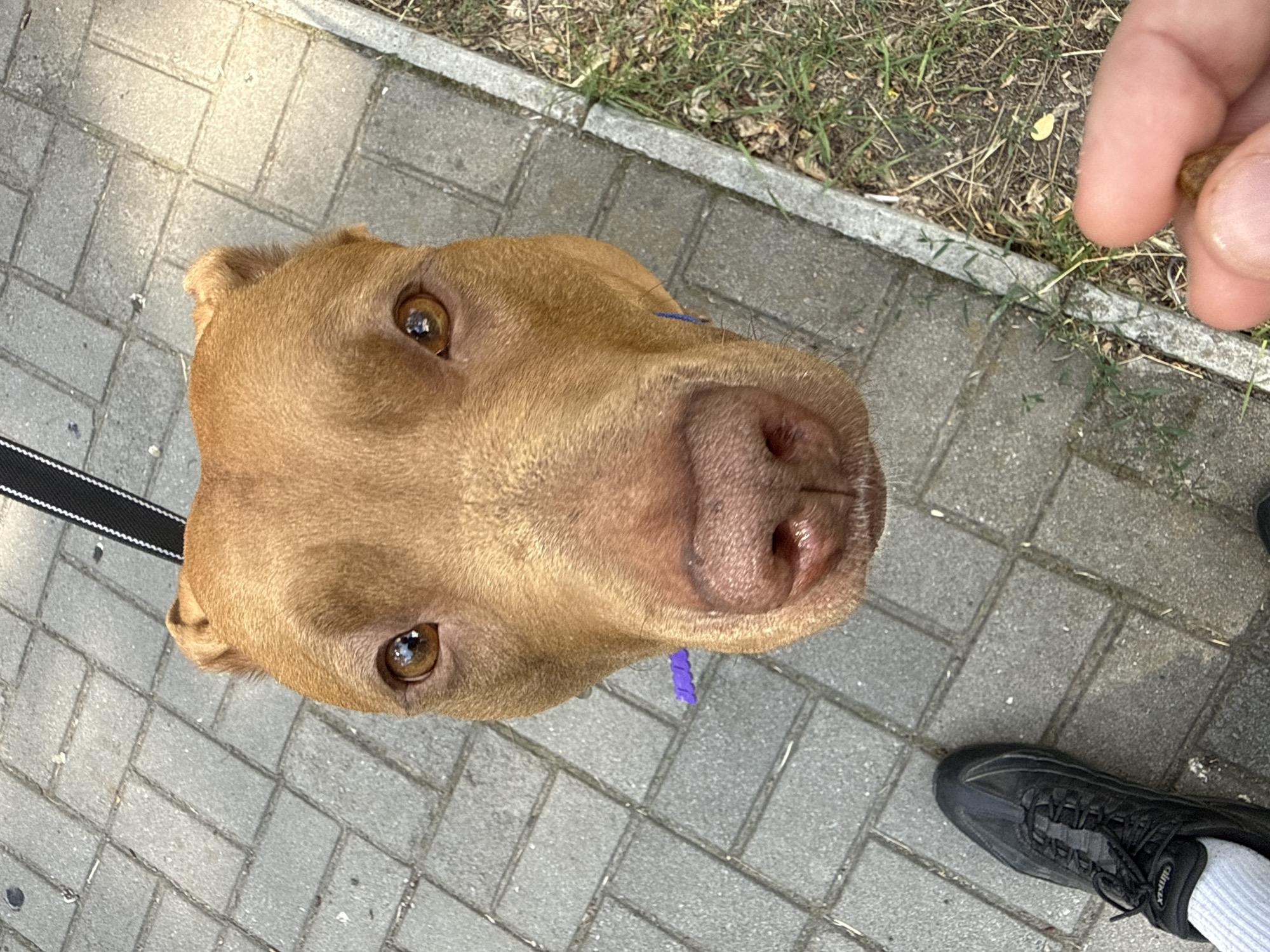 The image shows a close-up, overhead view of a brown dog's head looking upwards. The dog has large, expressive brown eyes and a wet, pink nose. It's wearing a purple collar. A black and white leash is visible on the left side of its head. The dog is standing on a paved walkway made of grey interlocking bricks. To the right of the dog's head, a human hand is holding a small, brown object, possibly a treat, near the dog's nose. In the background, a strip of grass and dirt is visible, with some dry leaves and twigs. A portion of a black sneaker with grey socks is also visible at the bottom right of the frame. The lighting suggests it is daytime, likely outdoors. The scene appears to be a casual walk in a park or along a sidewalk. There is no visible text in the image.