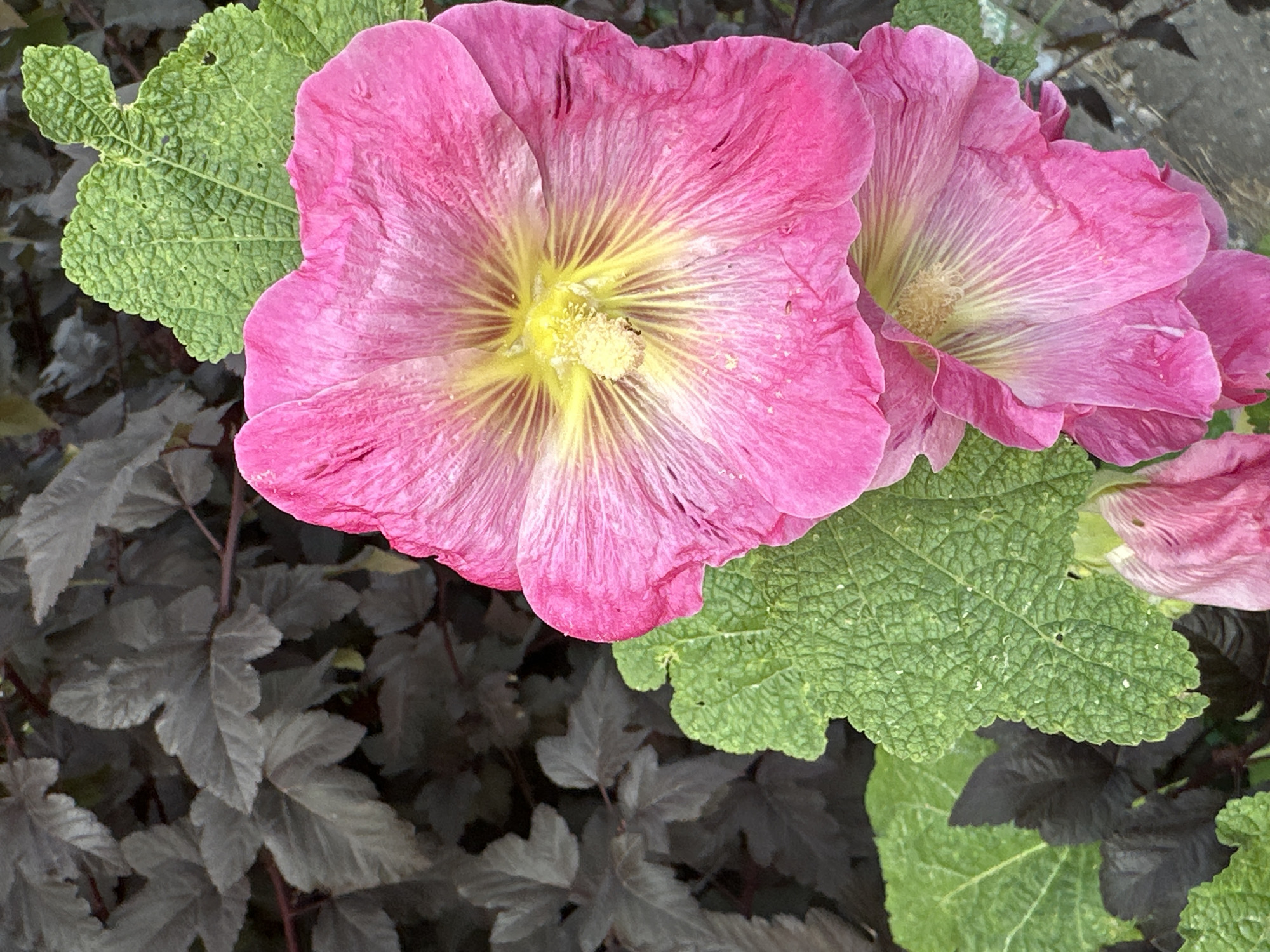 A close-up, eye-level shot captures two bright pink hollyhock flowers blooming in the foreground. The larger flower, on the left, displays delicate yellow veining radiating from its center, which is dusted with fine pollen. A small, dark insect is visible on the pollen. The petals are slightly crinkled and textured. To the right and slightly below, a second, smaller hollyhock flower is partially visible, also pink with yellow undertones. Large, textured green leaves with prominent veins surround the flowers, some appearing slightly worn. In the background, out of focus, are dark, purplish-brown leaves of a different plant, creating a stark contrast. The scene appears to be in a garden setting.