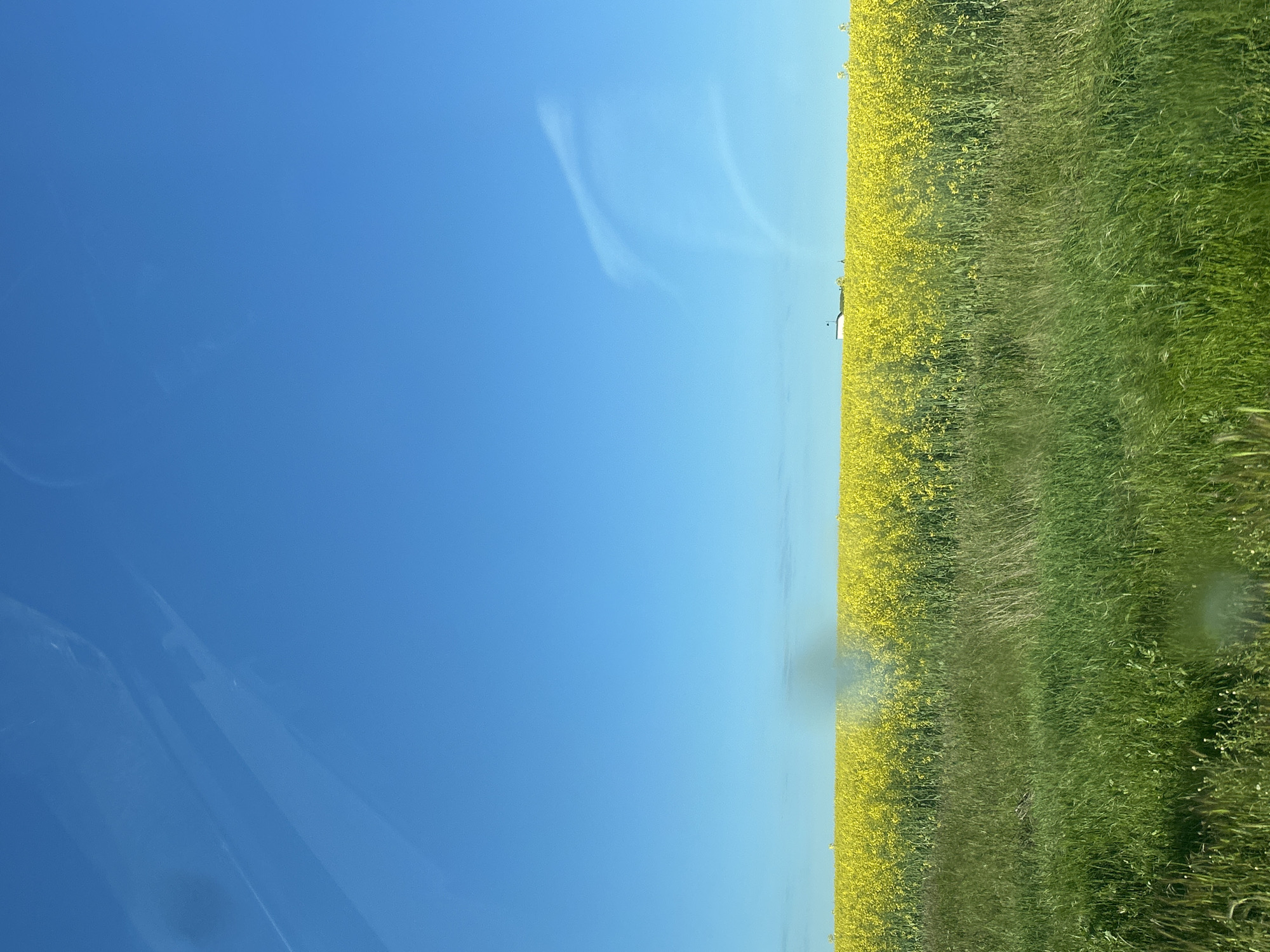 The image depicts a field landscape under a clear blue sky. The field contains both yellow flowering plants and green grass. The location is in the city of Unknown, Unknown.