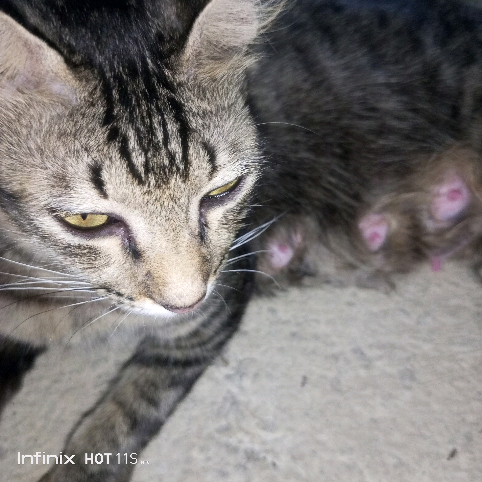 The image shows a close-up of a tabby cat. The cat's head is angled downwards and to the right, with its yellow eyes partially closed. Its fur is a mix of gray, black, and brown stripes. The cat's whiskers are visible, extending outwards from its muzzle. In the background, the cat's body is partially visible, showing more of its striped fur. The surface the cat is resting on appears to be a textured, light-colored material, possibly concrete or a rough fabric. In the bottom left corner of the image, a watermark reads "Infinix HOT 11S NFC". There are no people visible in the image. The image was taken in Sukaslamet, Indonesia.