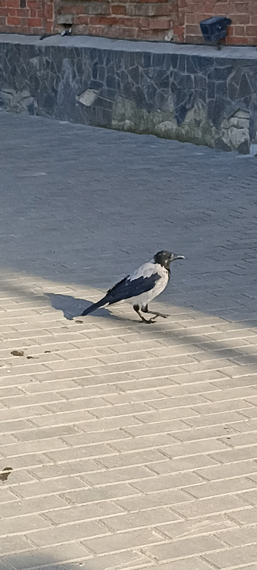 A hooded crow stands on a paved area near a brick wall. The crow has black and white plumage and is facing to the right. The paved area is made of rectangular blocks laid in a pattern. The brick wall is in the background and appears to be part of a building. The scene is outdoors, and the lighting suggests it is daytime.