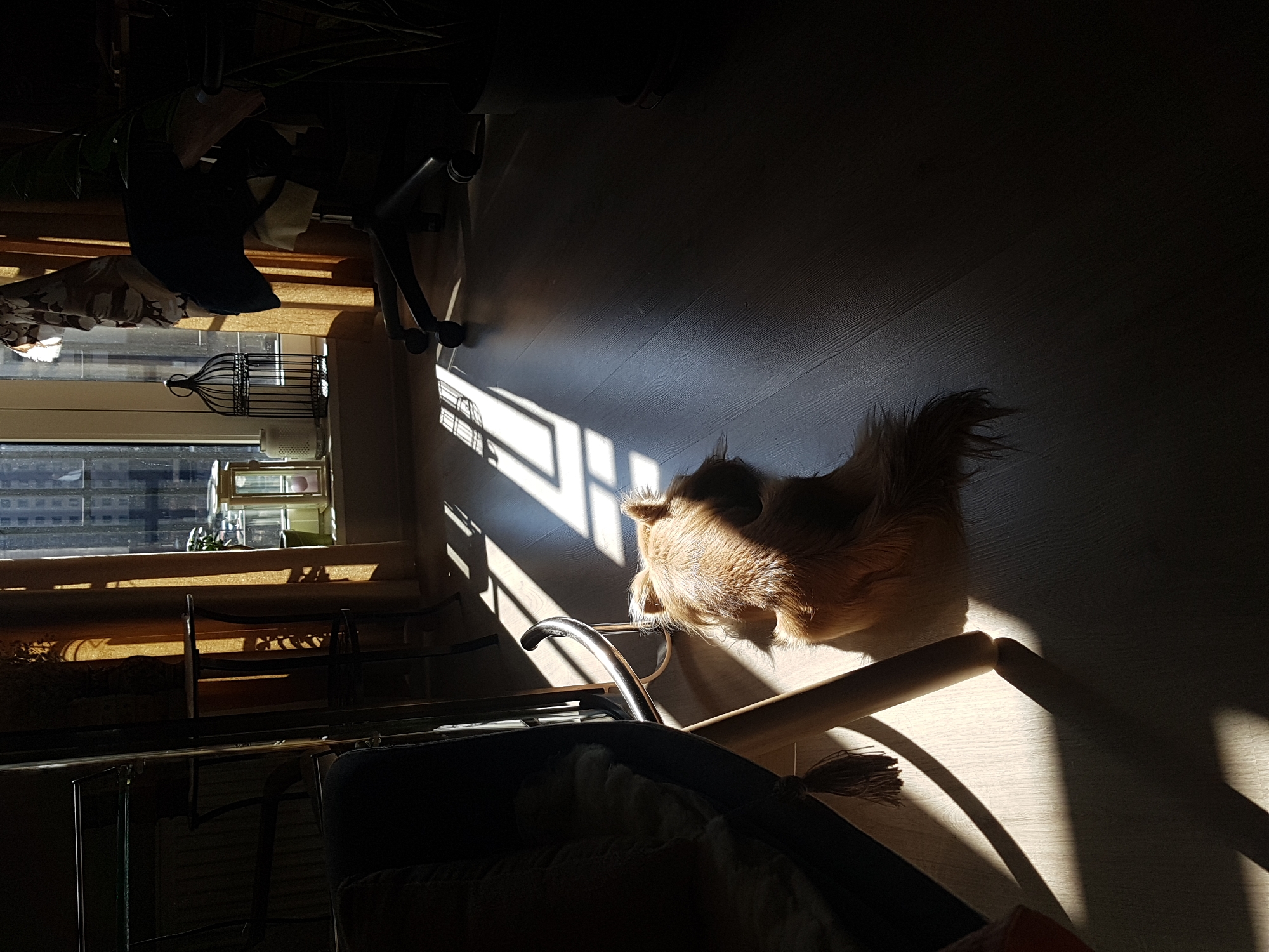 A tan, fluffy dog lies on a light-colored wooden floor in a room illuminated by sunlight streaming through window blinds. The light casts distinct shadows across the floor and the dog's fur. In the foreground, part of a dark-colored chair with a cushion is visible. The room appears to be indoors, with a window and objects on a windowsill visible in the background. The scene is strongly lit, creating high contrast between the illuminated areas and the shadows. The location in the city of Saint Petersburg, Russia is not discernible from the given image.