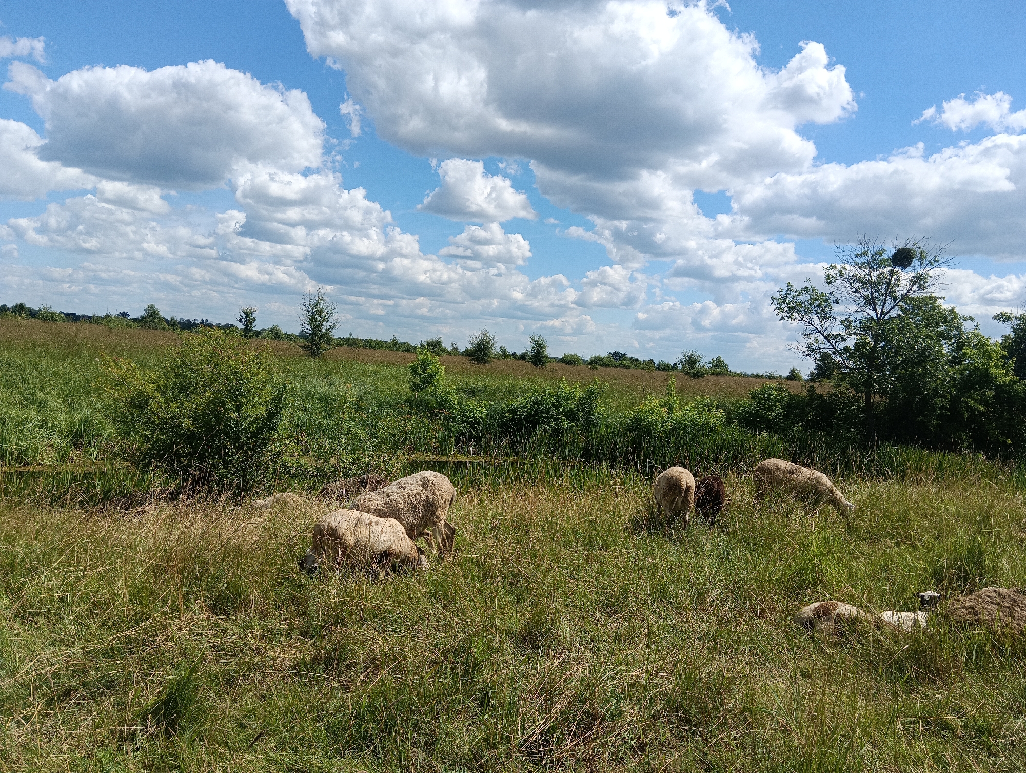 A flock of sheep grazes in a grassy field under a bright blue sky with scattered white clouds. The sheep are primarily white or light brown, with one dark brown sheep visible. They are dispersed throughout the foreground and midground of the image, some with their heads down eating, others standing. The environment is rural, with a line of trees and dense green vegetation forming the background. The grass is tall and somewhat unkempt, with a mixture of green and dried stalks. A small body of water, possibly a pond or stream, is visible in the midground to the left of the image, partially obscured by the vegetation. The scene depicts a peaceful pastoral setting.