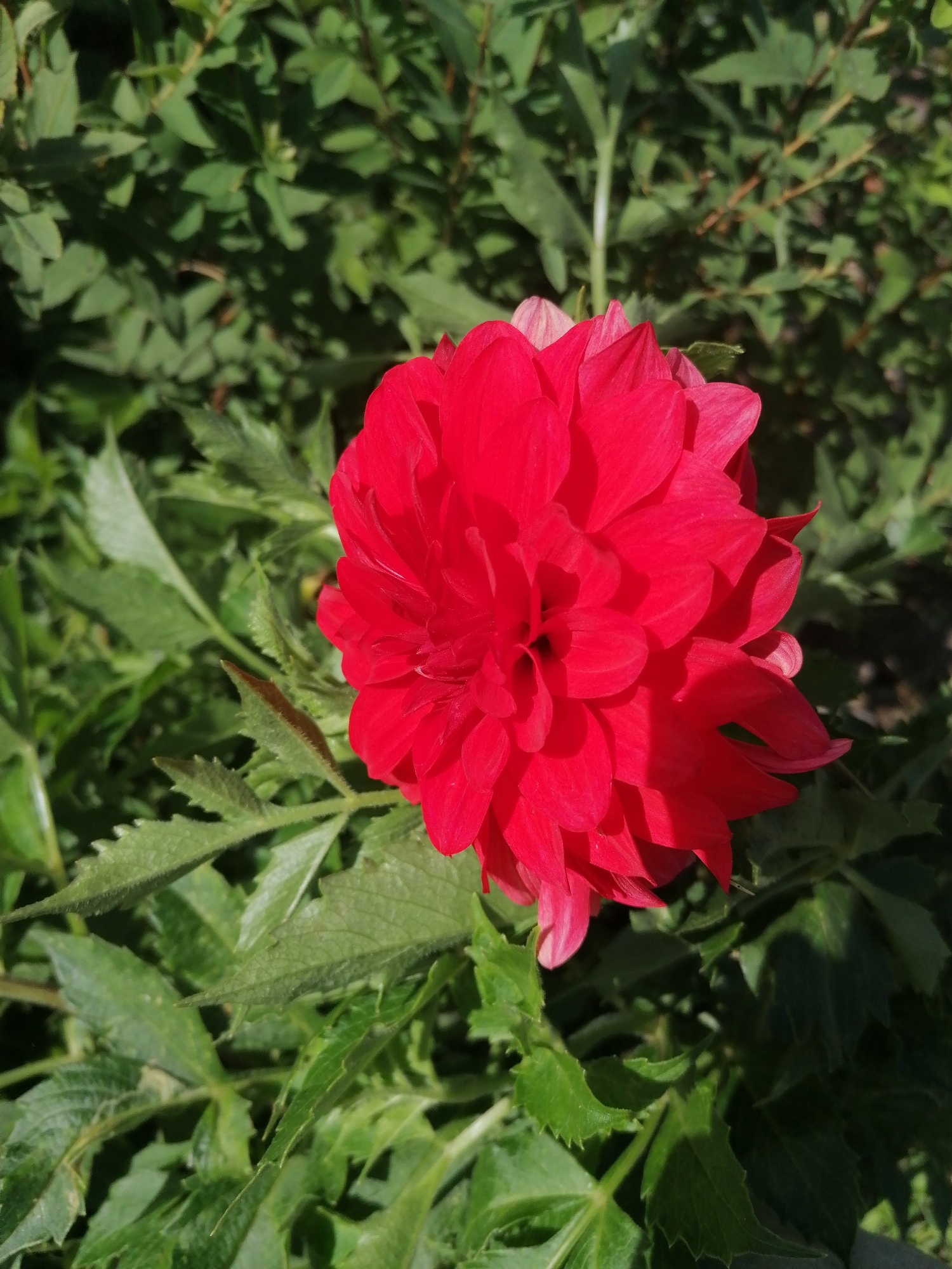 The image shows a close-up of a vibrant red dahlia flower in bloom, set against a blurred background of lush green foliage. The flower is the central focus, with its densely packed petals creating a rich texture. The leaves surrounding the flower are a deep green and appear slightly serrated. The lighting suggests it is daytime, with sunlight casting subtle shadows on the petals and leaves, indicating an outdoor setting. The location is specified as Мыльниково, Russia, implying a garden or natural landscape within this area. There are no people or animals visible in the frame.