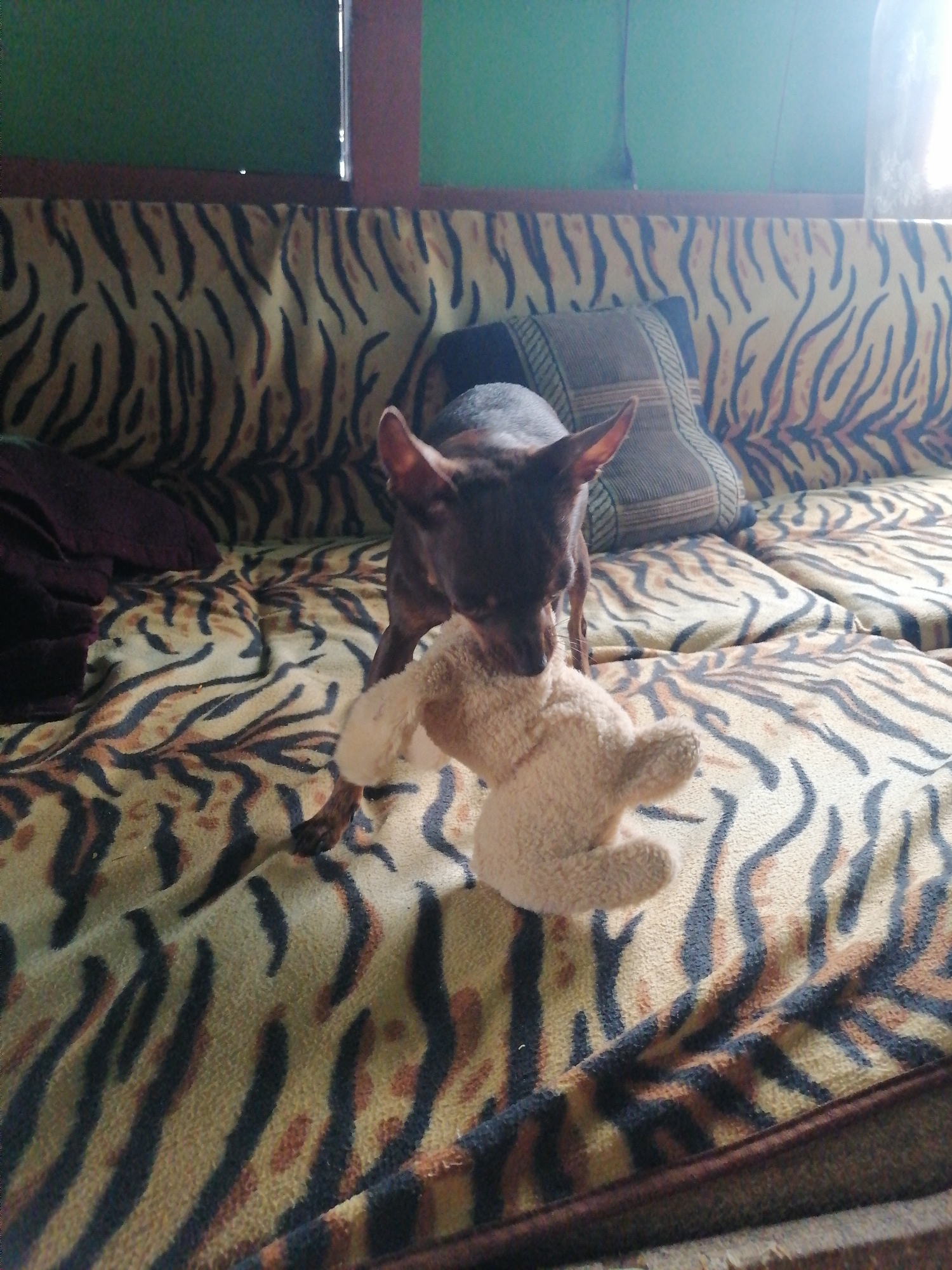 A small, dark brown dog is standing on a couch with a tiger-striped pattern. The dog is holding a light brown, plush toy in its mouth. The couch is covered in a tiger-striped fabric, and there are pillows on it, one of which is a dark color and the other is a grey ribbed pattern. The background shows a green wall and a window. The scene appears to be indoors, possibly in a residential setting in Novopokrovka, Russia, as indicated by the provided context.