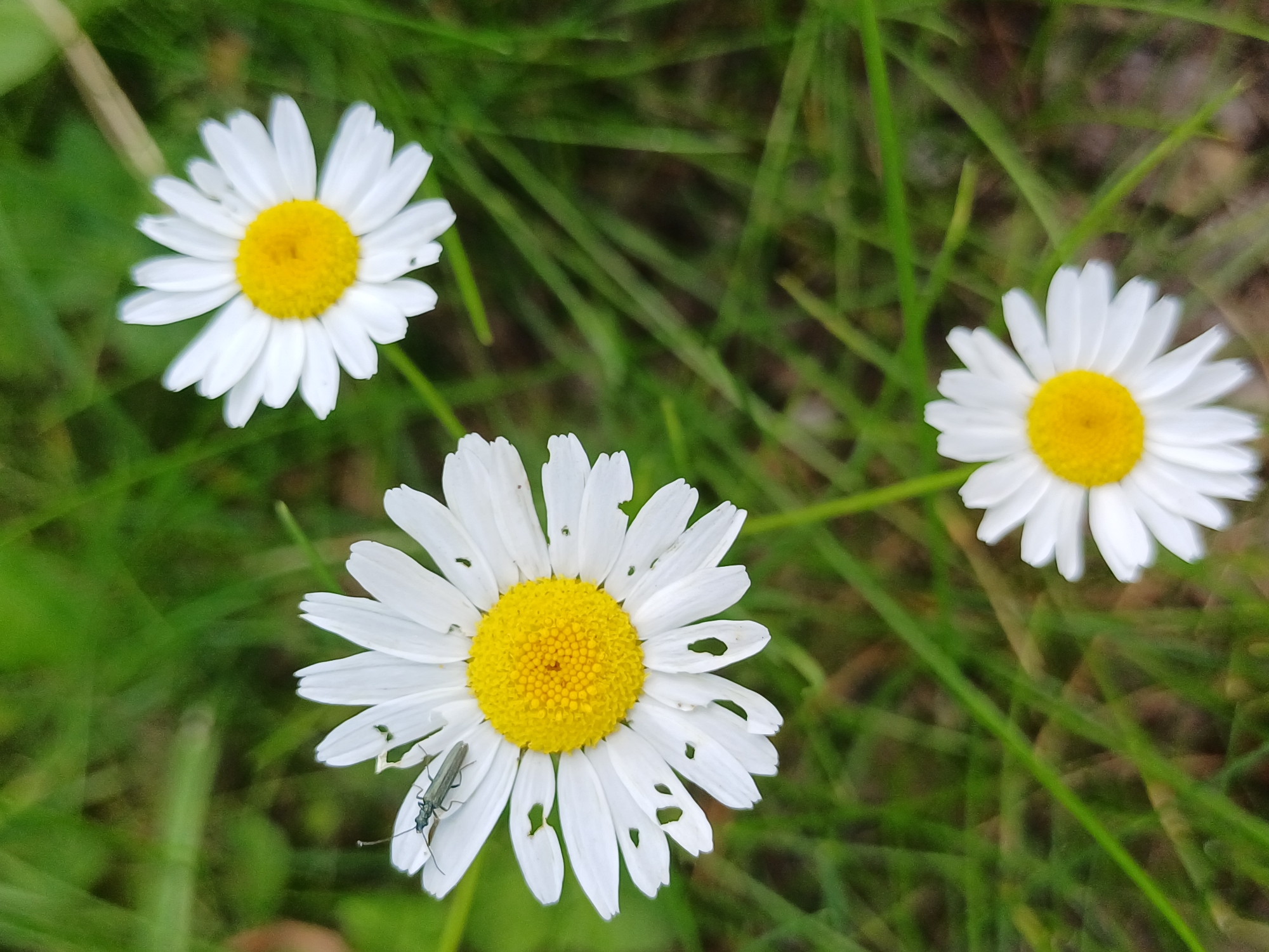 A high-angle, close-up shot captures three daisies and a small insect against a backdrop of green grass. The daisy in the foreground is the largest, with white petals surrounding a bright yellow center. Some of its petals have small holes. A slender, dark green insect with long antennae is perched on one of its upper petals, facing left. To the upper right of this daisy, a second daisy, also with white petals and a yellow center, is visible, appearing slightly out of focus. In the bottom center of the image, a third daisy, similar in appearance to the others, is partially visible, also with white petals and a yellow center. The grass appears slightly blurred, creating a shallow depth of field that draws attention to the flowers and insect. There is no indication of human presence or specific urban landmarks, making it impossible to determine a location within Riga, Latvia.