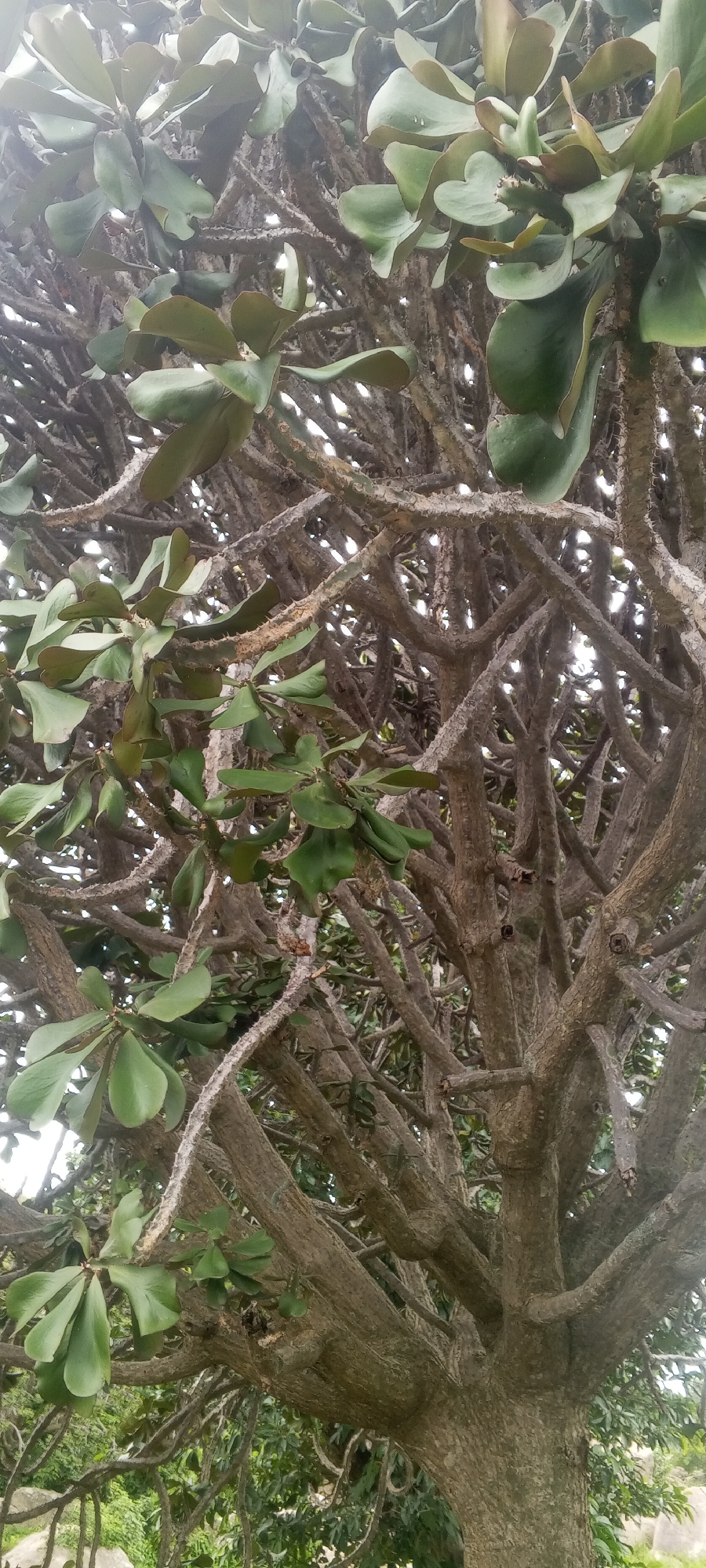 A close-up, low-angle shot captures the intricate details of a thorny tree's branches and green leaves in Ohit, Nigeria. The branches, textured with numerous small thorns, twist and intertwine, creating a dense network against a bright, overcast sky. Clusters of broad, oval-shaped leaves, varying in shades of green, emerge from the branches, some catching the diffused light. The background is blurred, hinting at other foliage and possibly structures in the distance. The overall impression is one of natural abundance and the complex beauty of the tree's structure.