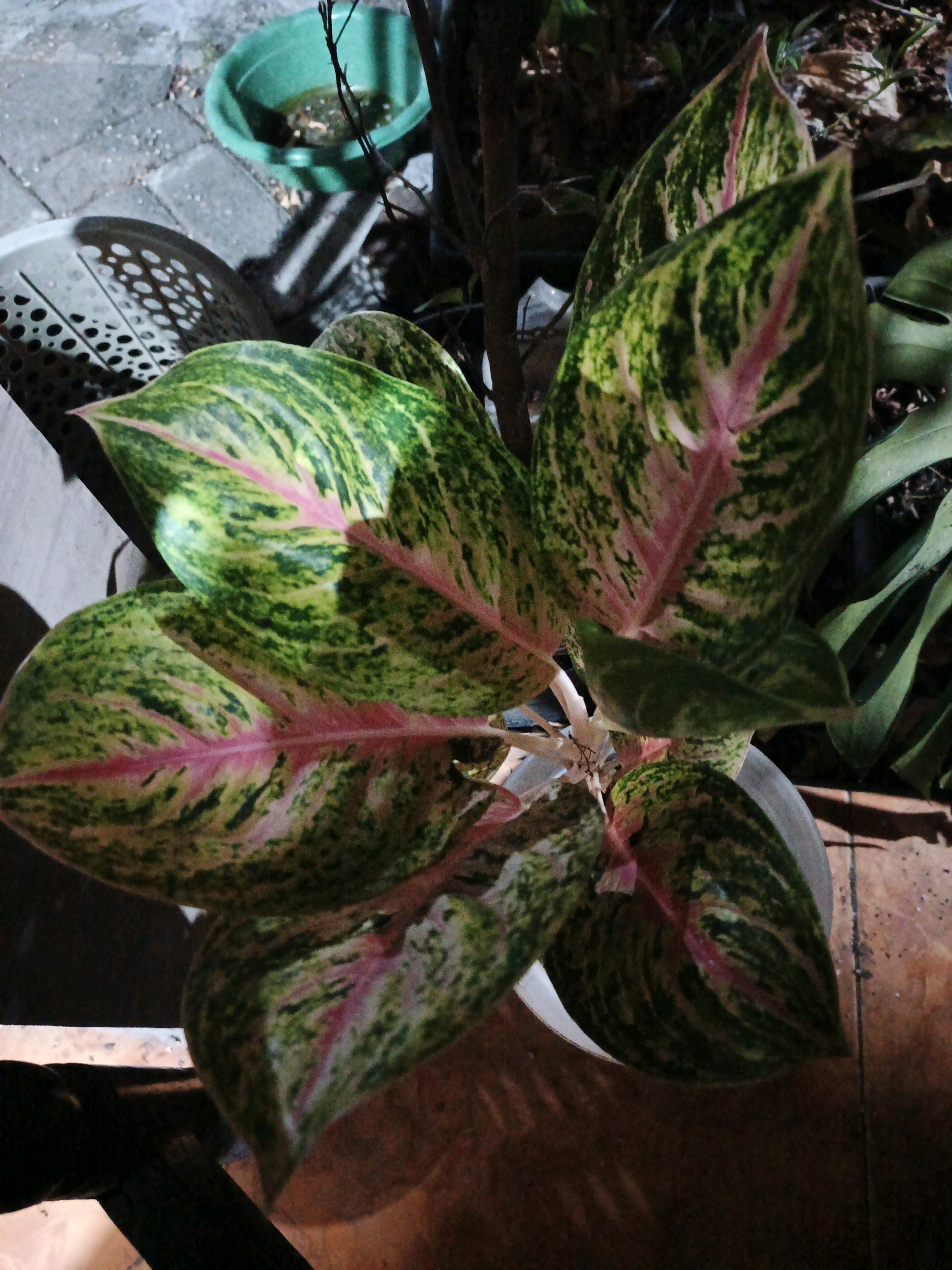 The image shows an Aglaonema plant with variegated leaves, predominantly green and pink, potted in a white pot. The pot sits on a brick surface. In the background, to the left, is a green plastic basin filled with water and debris, placed on a paved surface. A white plastic basket with a patterned texture is also visible to the left of the pot. To the right of the plant, a brown-tiled surface is visible, with some dry leaves scattered on it. The scene appears to be an outdoor setting, possibly a garden or a backyard in Ketegan, Indonesia, given the mention of the location. The lighting suggests it might be evening or a dimly lit area. There are no people or animals present in the image.