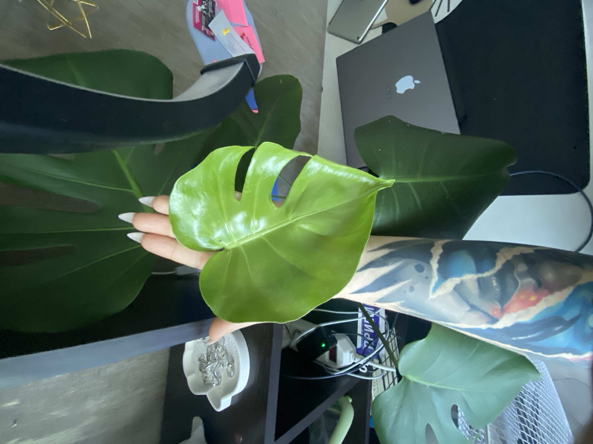 A person with a heavily tattooed arm is holding a Monstera leaf. The background includes a laptop, a tray of jewelry, and electronic devices with wires. The location cannot be determined to be Chaikovsky, Russia based on the visual information provided.