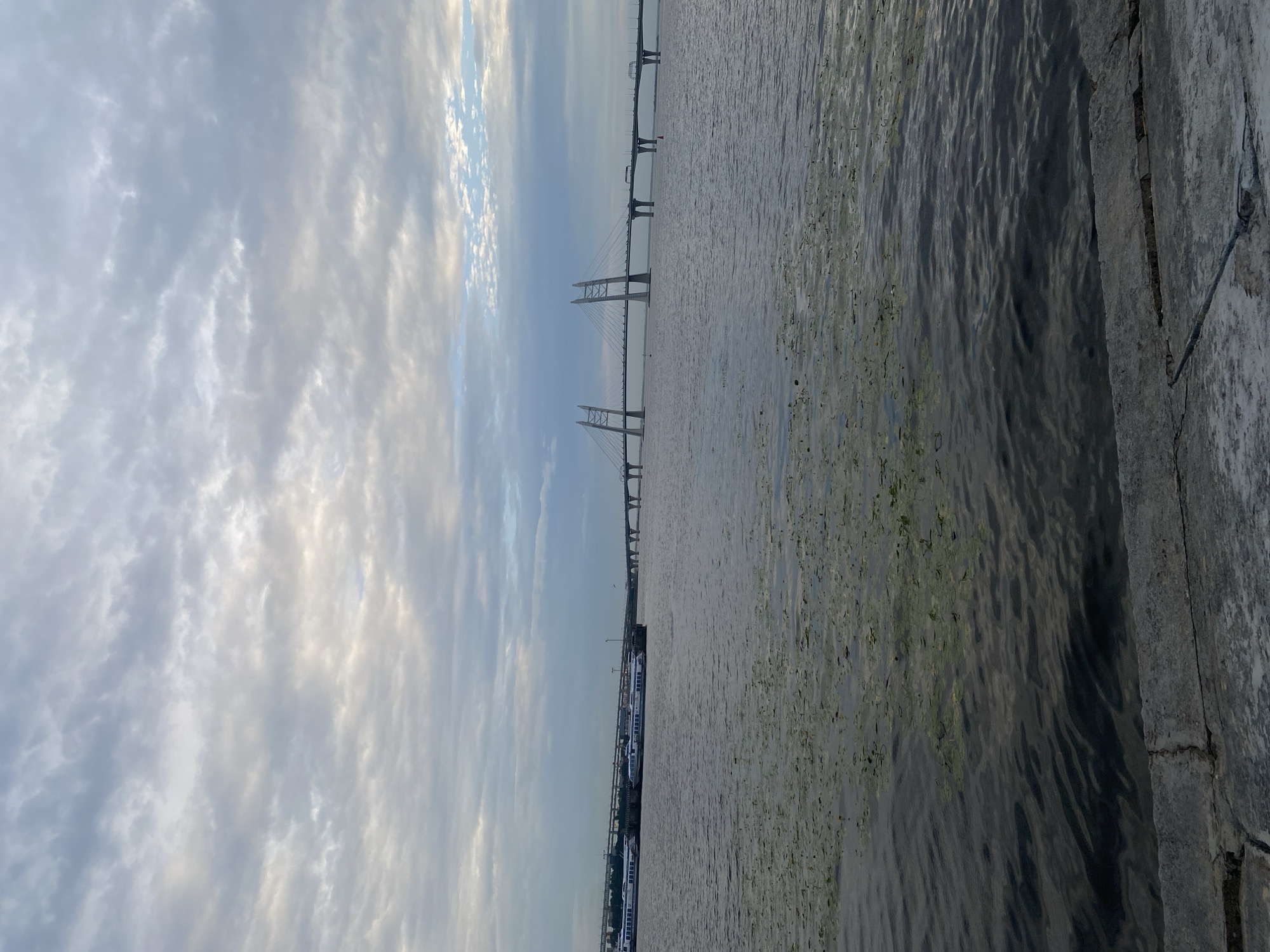 The image depicts a wide body of water under a cloudy sky, with a prominent cable-stayed bridge in the distance. In the foreground, a concrete embankment lines the water's edge. The water is dark and choppy, with patches of green aquatic plants floating on the surface. Several sleek, white passenger vessels are docked along a pier on the left side of the frame. The cable-stayed bridge, a major landmark in Saint Petersburg, Russia, stretches across the water, with vehicles visible traversing its span. The overall atmosphere is overcast, suggesting a cool or temperate climate. The composition is dominated by the vast expanse of water and sky, with the bridge serving as a focal point in the background.