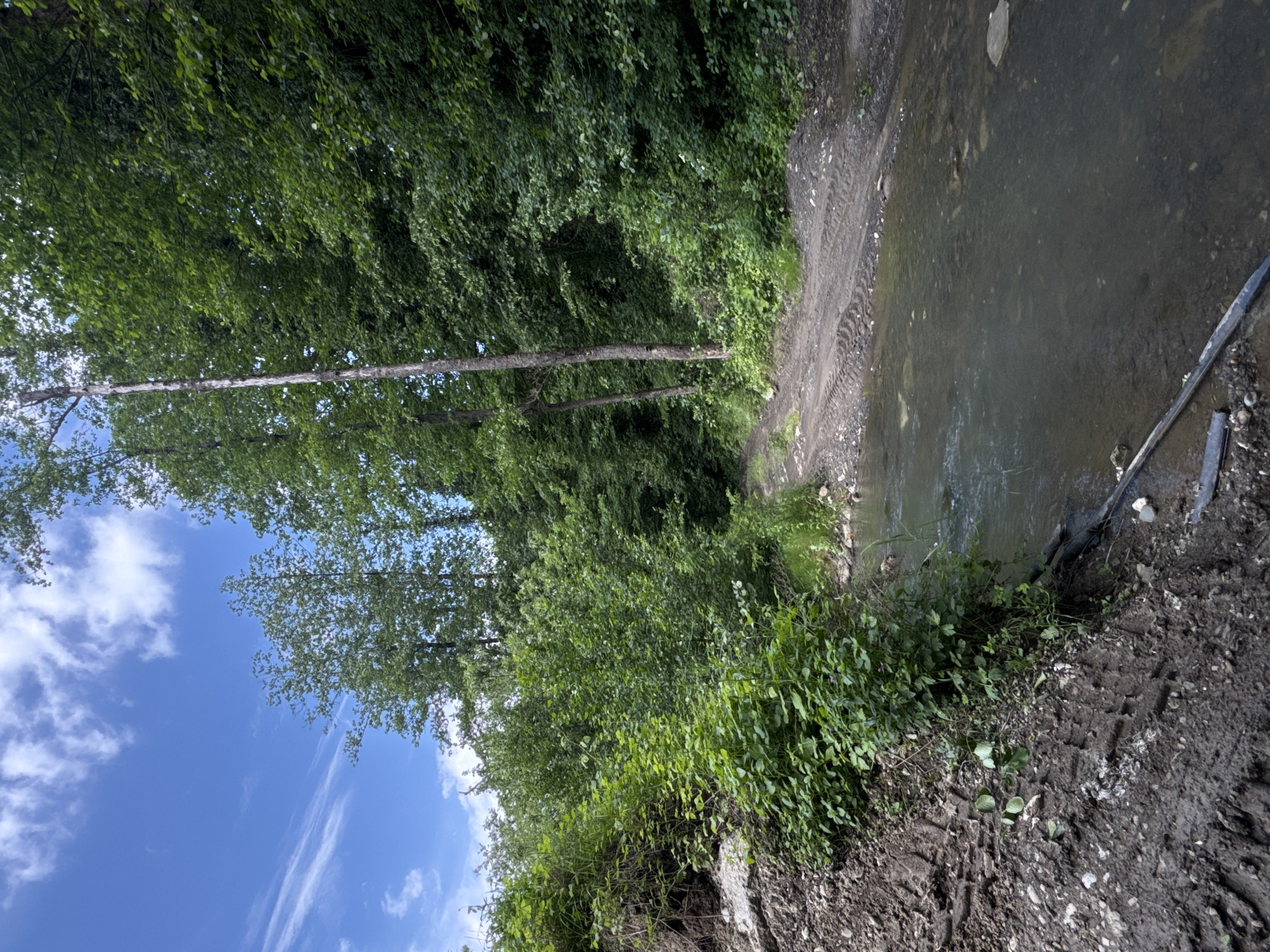 The image shows a water body, possibly a stream or river, flowing next to a muddy bank. The bank shows signs of tire tracks and vegetation. Trees with green foliage overhang the water and bank. The sky with clouds is visible in the upper left portion of the image. There are no people visible. The location of Indyuk, Russia, is not discernable from the image.