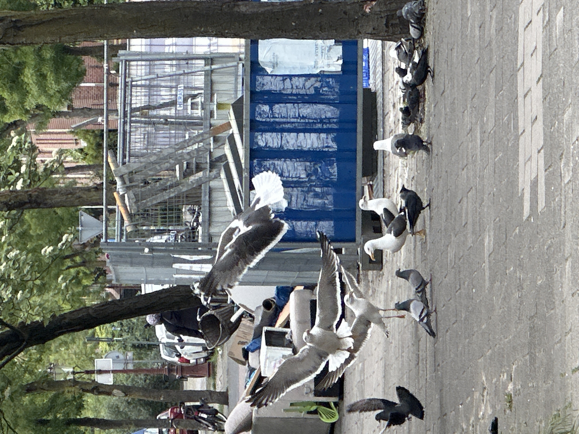 The image shows a street scene, likely in Amsterdam, Netherlands, given the architectural details and streetscape. A large tree trunk dominates the left edge of the frame. Scattered around the base of the tree and extending toward the center are piles of debris, including cardboard boxes, a green plastic bin, and miscellaneous items covered with a blue tarp. A person wearing a dark jacket and a light-colored hat is visible near the debris, though the details of their activity are unclear. A street with parked cars and bikes extends behind the debris. In the upper-left corner, the tops of buildings with red roofs can be seen. In the background, there is a construction site with blue construction barriers. Several birds, primarily seagulls, are depicted in various states of motion, some landing and some flying, in the center of the image and along the right edge of the frame. Pigeons can be seen intermingled with the seagulls on the paved surface in the upper right, and a few more are along the bottom. The pavement is the dominant feature on the right.