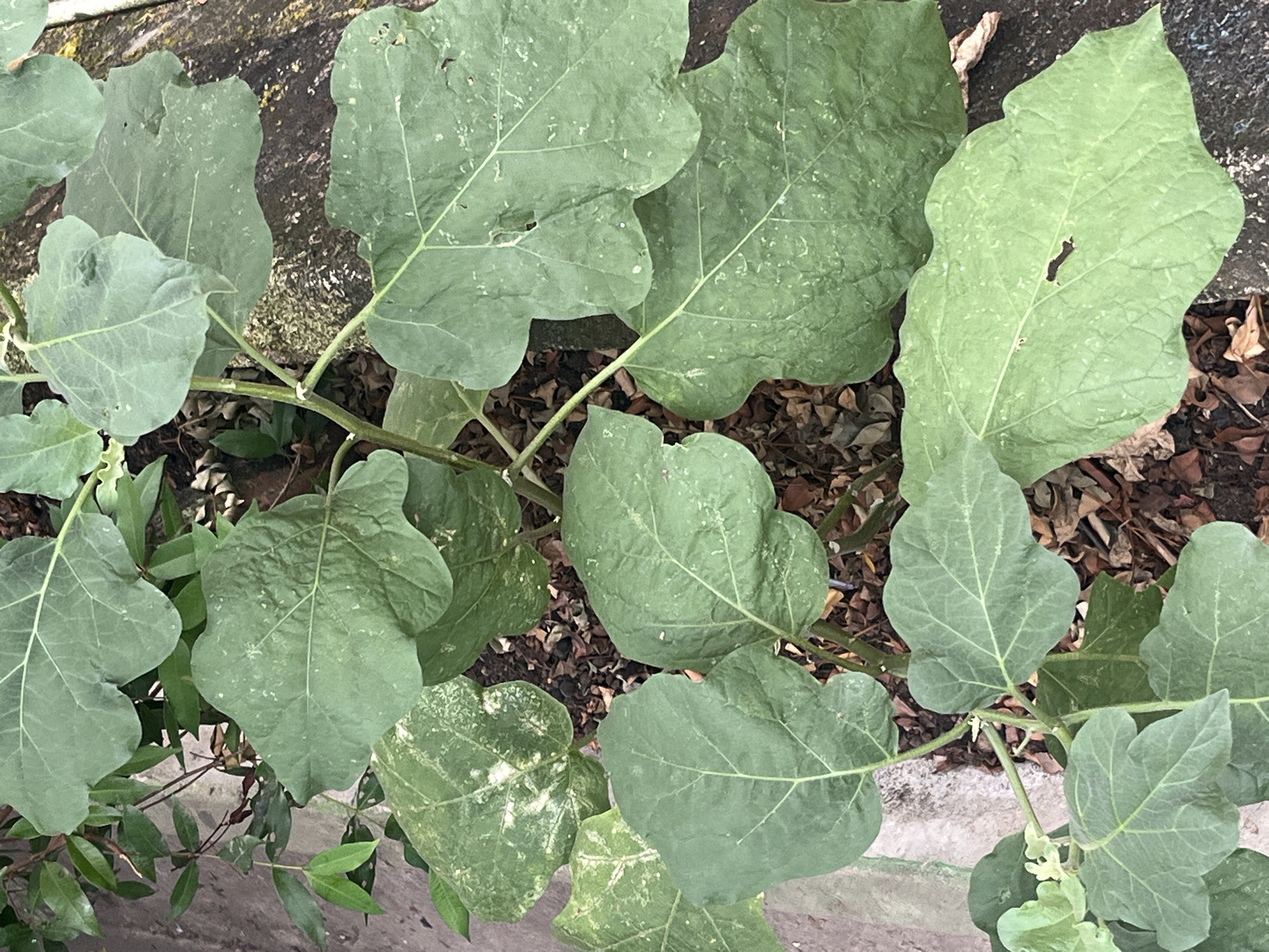 This image depicts a close-up view of a plant with large, green, textured leaves and a central stem. The leaves are broadly ovate to somewhat triangular in shape, with prominent veins and slightly wavy or lobed margins. Some leaves exhibit lighter green or yellowish patches, possibly indicating variegation or a minor condition. The plant is situated outdoors, with its base appearing to be in soil or mulch, evidenced by fallen brown leaves and debris. To the left of the plant, a concrete or stone edge is visible, and further to the left, some thinner green foliage from another plant is present. To the right and behind the main plant, a rough, textured surface, possibly concrete or rock, is visible. The overall lighting suggests an outdoor setting, possibly during the day. There are no people or animals present in the image. The scene is consistent with a plant growing in a garden or natural outdoor environment. Without further context or identifiable landmarks, pinpointing the exact location within Meliau Hulu, Indonesia, is not possible based solely on this image.