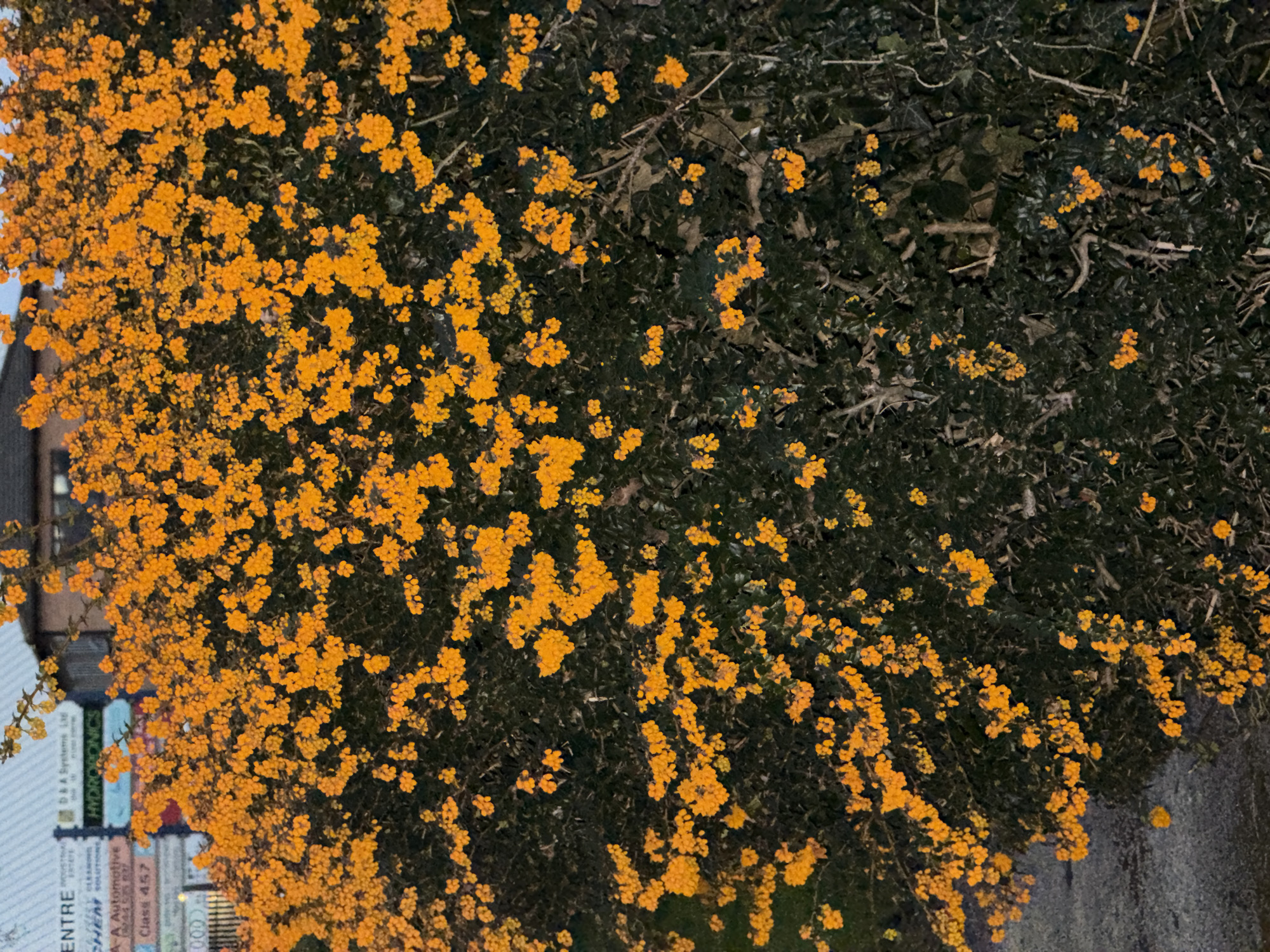 The image shows a lush, flowering bush, predominantly covered in small, vibrant yellow flowers. The bush is thick and dense, with the flowers clustered tightly together, creating a visually striking contrast against the dark green foliage behind.
The location appears to be an urban environment, with a glimpse of a building visible in the background on the left side of the image. Signage associated with commercial entities is also discernible in the background, including "D&A Systems Ltd." and "A Automotive Solutions." A street is visible to the right of the bush. The presence of these elements indicates that the scene is likely set along a street or road in a developed area. The city of Pentre, United Kingdom is stated.