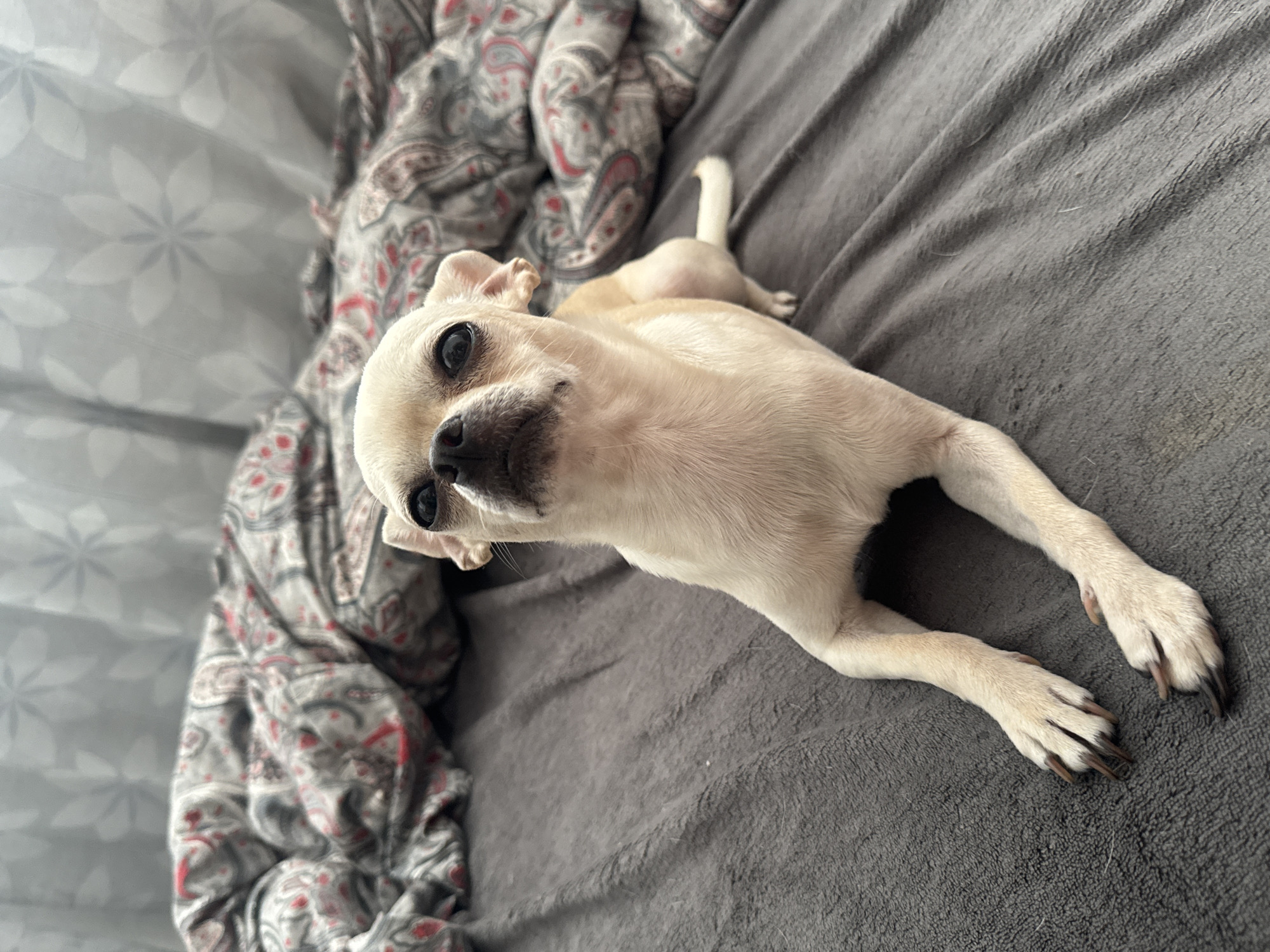 A small, light-colored Chihuahua dog is lying on a gray blanket. The dog is facing the camera, with its head tilted slightly. The dog's paws are extended forward. There is a patterned blanket next to the gray blanket. The scene is indoors. There is no indication of location in Sofia, Bulgaria.