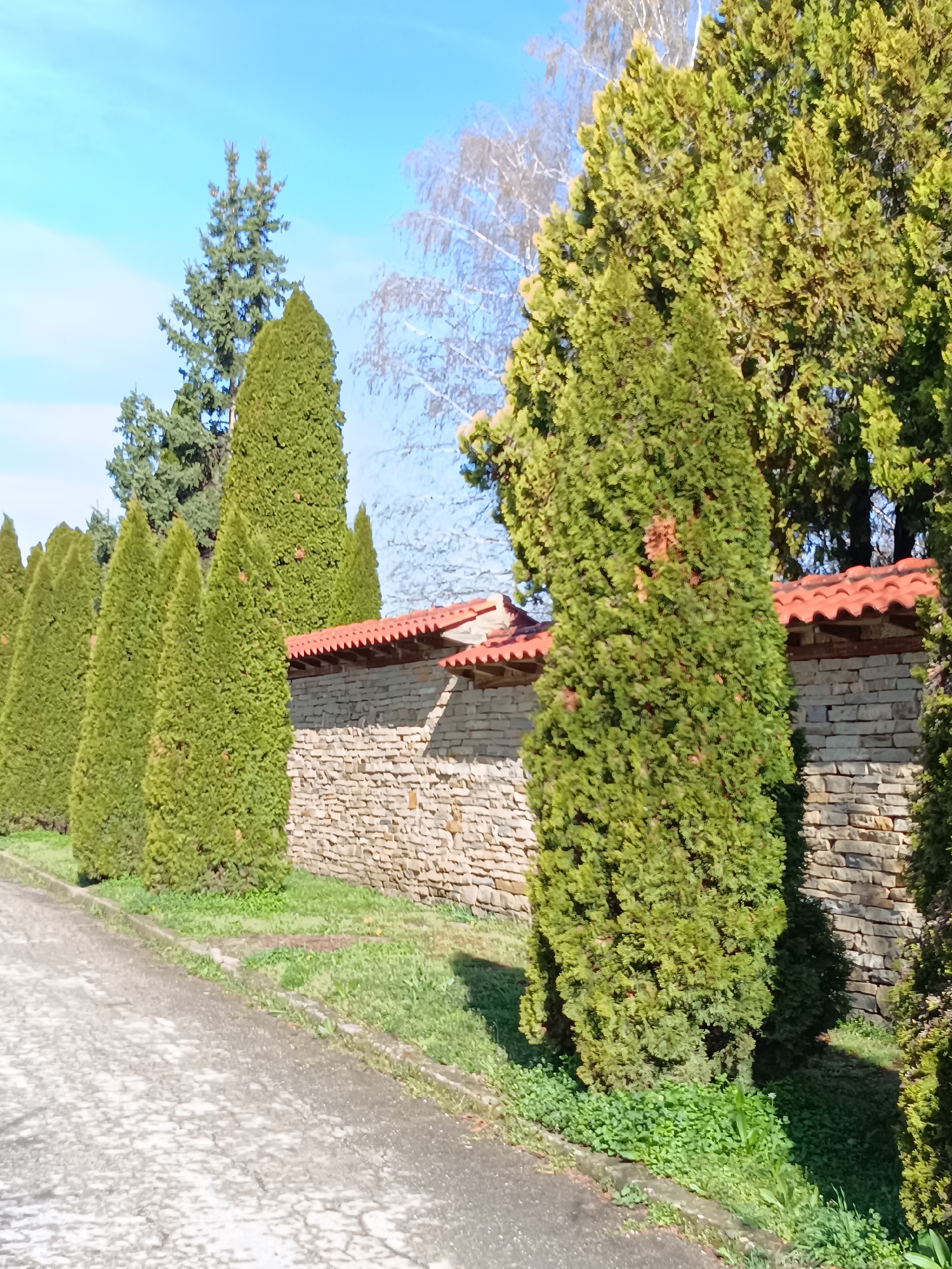 The image shows a stone wall with a red tile roof running along a road in Vasil Drumev, Bulgaria. Several tall, cone-shaped evergreen trees are planted along the wall. A mix of grass and low-growing plants fill the strip of ground between the road and the wall. Other trees are visible in the background, including a birch tree with bare branches. The sky is a clear blue with scattered light clouds. The road is paved and appears to be lightly cracked.