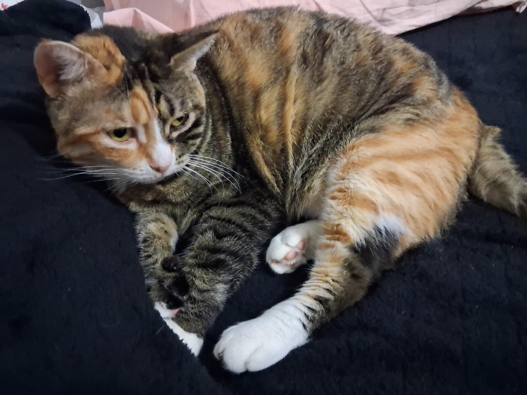 A tortoiseshell cat is lying on a dark blanket. The cat is facing to the left, with its head slightly lowered. Its fur is a mix of black, brown, orange, and white. The cat's eyes are yellow and half-closed. Its front paws are tucked under its chest, and its hind legs are extended. The background is blurred and appears to be a pink blanket. There are no people or other animals visible in the image. The location in Alanya, Turkey cannot be determined from the provided image.