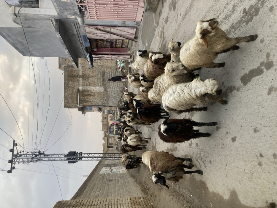 A large flock of approximately 20-30 sheep and goats, exhibiting various colors from white to dark brown and black, occupies a paved street in Quetta City Tehsil, Pakistan, moving towards the viewer. On the right side of the street, a person dressed in dark clothing walks past an open storefront with a blue awning and an adjacent pink metal gate. Buildings constructed from light-colored brick and concrete line both sides of the street. A prominent grey metal electrical transmission tower with numerous power lines stands on the left side of the street in the mid-ground. In the background, a yellow auto-rickshaw is visible, with two indistinct human figures standing nearby. The sky is overcast.
