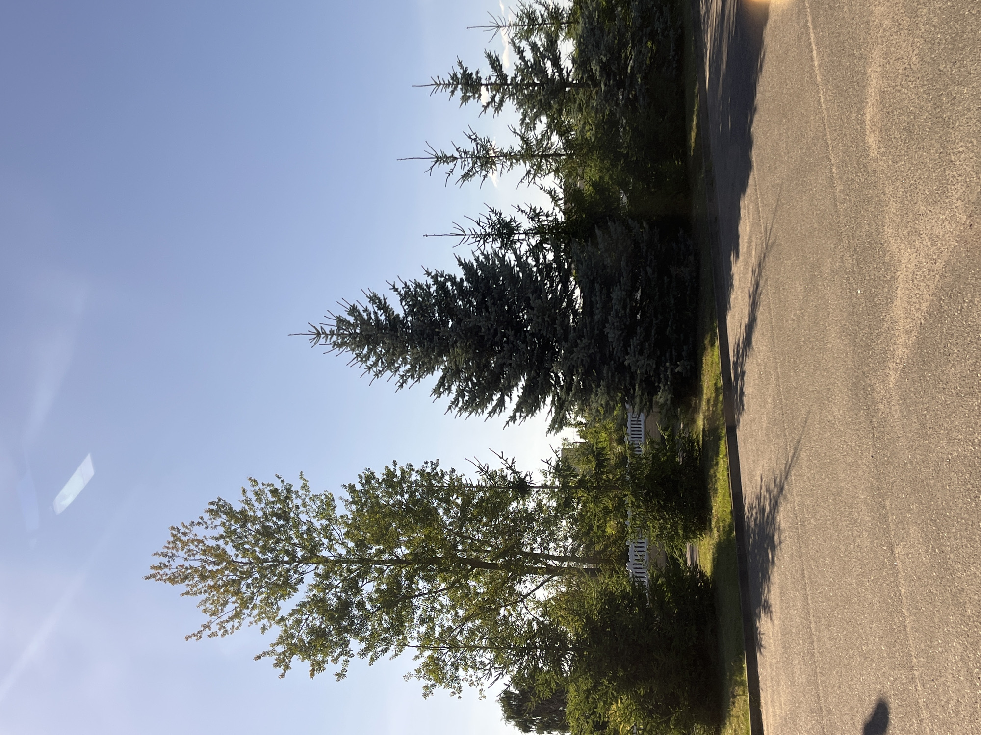 A bright, sunny day features a line of evergreen trees, predominantly spruce, along a white picket fence. A taller deciduous tree stands to the left of the evergreens, its leaves catching the sunlight. In the foreground, an asphalt road with faint tire marks and scattered shadows stretches across the frame. The sky is a clear, pale blue. The scene is likely a suburban or rural area in Myadzyel, Belarus, given the presence of evergreen trees commonly found in the region and the architectural style of the fence.