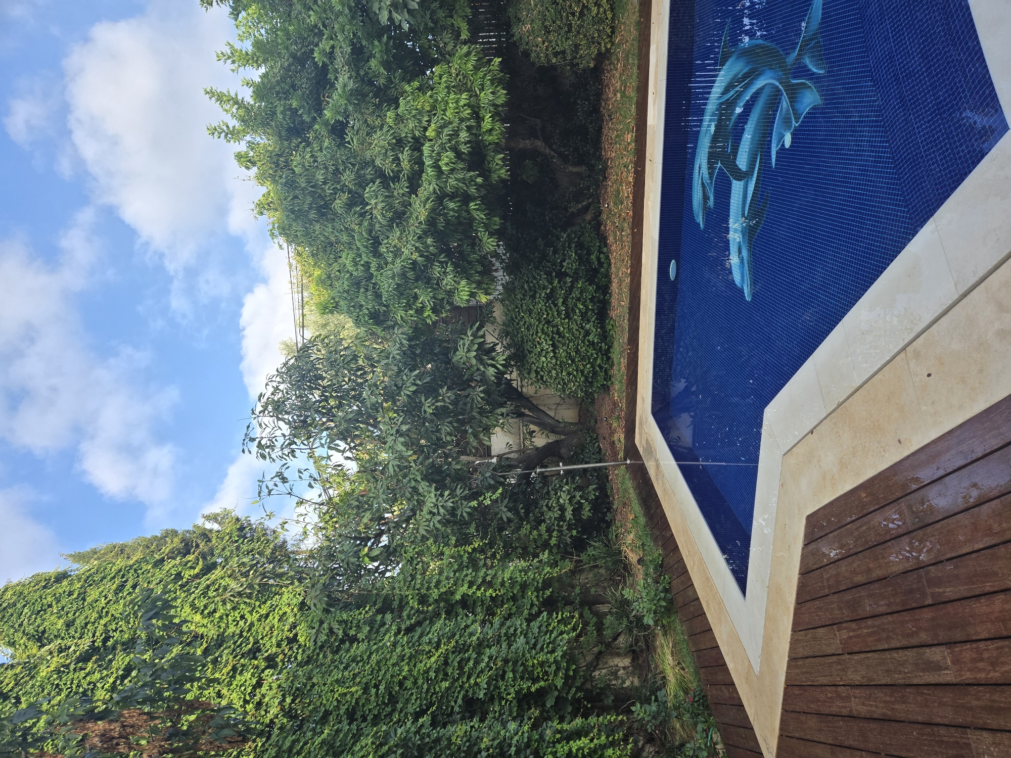 The image captures a serene outdoor swimming pool area, likely within a residential property in Kfar Saba, Israel. The pool itself is rectangular with a vibrant blue tiled interior, featuring an artistic mosaic of two dolphins swimming. The pool is surrounded by a cream-colored tile border, which transitions to a rich, dark wooden deck. The deck, some parts of which appear wet, surrounds the pool on at least two sides.
The backdrop of the scene is dominated by lush greenery. A tall wall on the left side is completely covered in dense green ivy, creating a striking vertical texture. Behind the ivy, a slender coniferous tree stands. To the right of the ivy wall, a variety of mature trees with full foliage create a dense canopy, interspersed with smaller bushes and grassy areas. The ground is covered with grass and fallen leaves, suggesting it might be autumn or early winter.
A modern outdoor shower fixture is visible near the pool's edge. The sky above is a bright blue, dotted with fluffy white clouds, indicative of a pleasant day. The overall impression is one of a well-maintained private oasis, blending natural elements with a contemporary pool design.