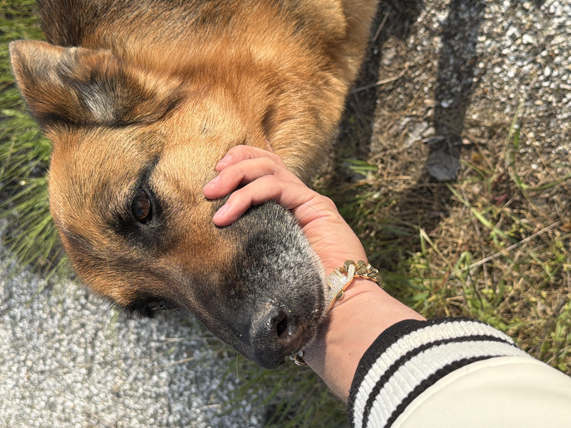A tan and black German Shepherd lies outside on a mix of grass and pebbles, its head nuzzled into a person's hand. The person wears a white jacket with black stripes on the sleeve and a gold bracelet. The location appears to be an outdoor area. The specific city is unknown.