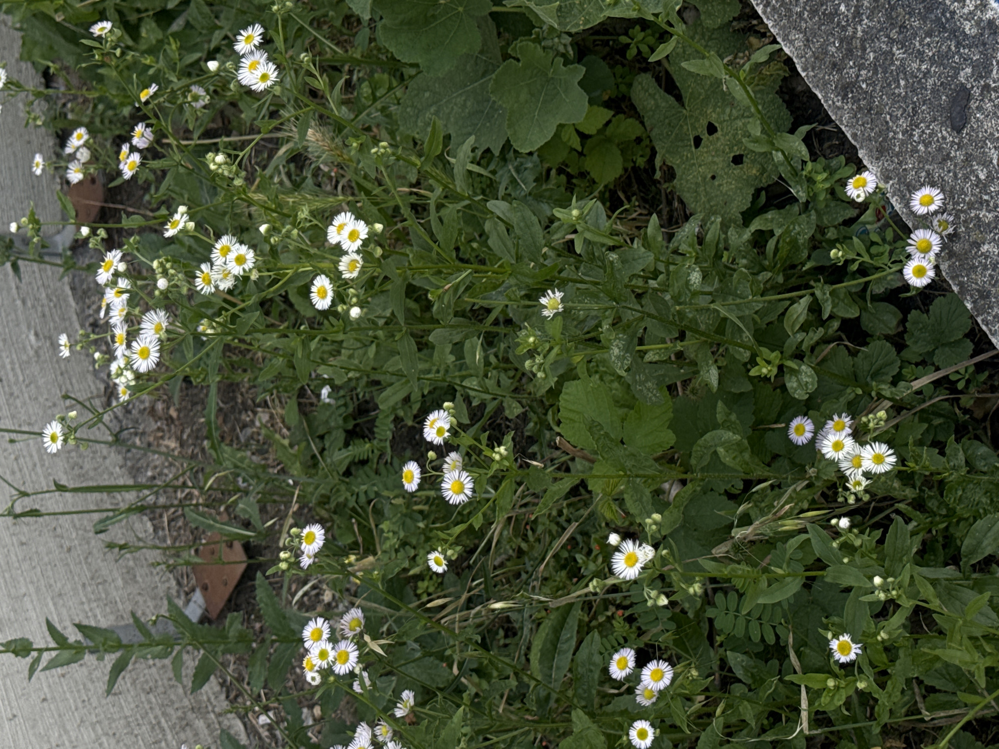 The image shows a close-up view of a patch of small white and yellow daisies growing in a slightly overgrown area next to a concrete structure. The flowers are clustered together on slender green stems, with some buds visible among the blooms. The surrounding vegetation is lush and green, with some larger, darker leaves in the background. The concrete appears to be part of a wall or embankment. There are no people or animals visible in the image. The scene is likely an urban or semi-urban environment, possibly a neglected corner or a roadside verge. This particular scene is located in Belgrade, Serbia.