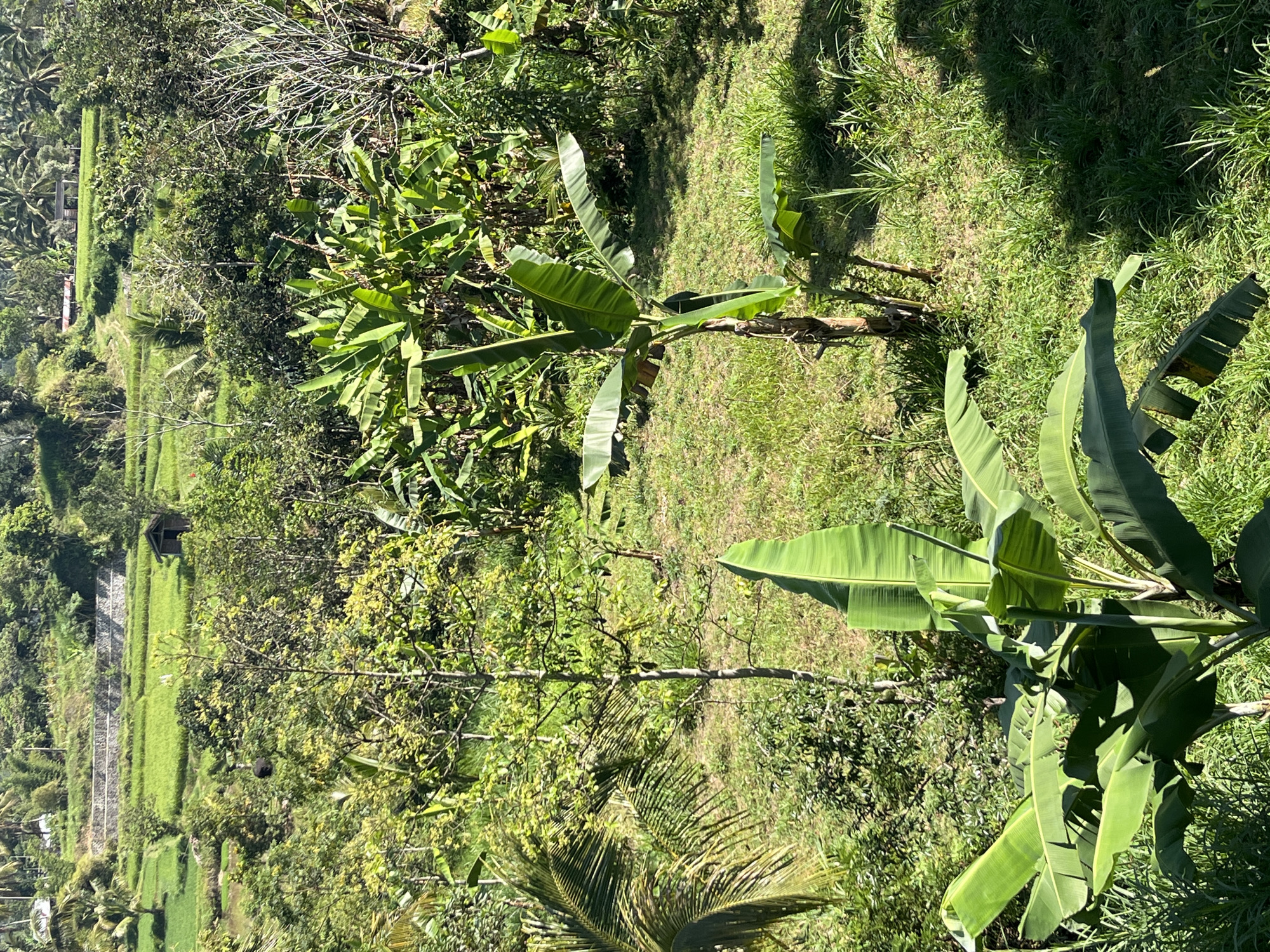 This is an aerial, high-angle, medium shot of a lush green landscape. The foreground features several large banana plants with broad, vibrant green leaves. Behind them, the terrain slopes upwards, revealing a terraced rice paddy with bright green rice shoots, separated by stone walls. A small, dark wooden hut is visible on one of the terraces. Further in the background, a dense canopy of various trees, including palm trees, creates a rich green texture. The scene is bathed in bright sunlight, casting shadows across the grass and foliage. This appears to be a rural setting, likely in Tetebatu, Indonesia, given the characteristic terraced rice fields and tropical vegetation. There are no people or animals visible in the frame.