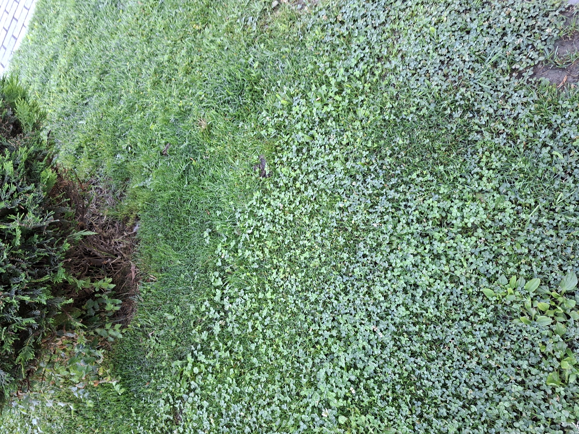 The image shows a section of ground covered with grass and a dense mat of low-growing plants with small, round leaves. The ground is sloped. A shrub is visible along the left edge. The location is not discernable from the image, so it can't be specified as being in Plovdiv, Bulgaria.