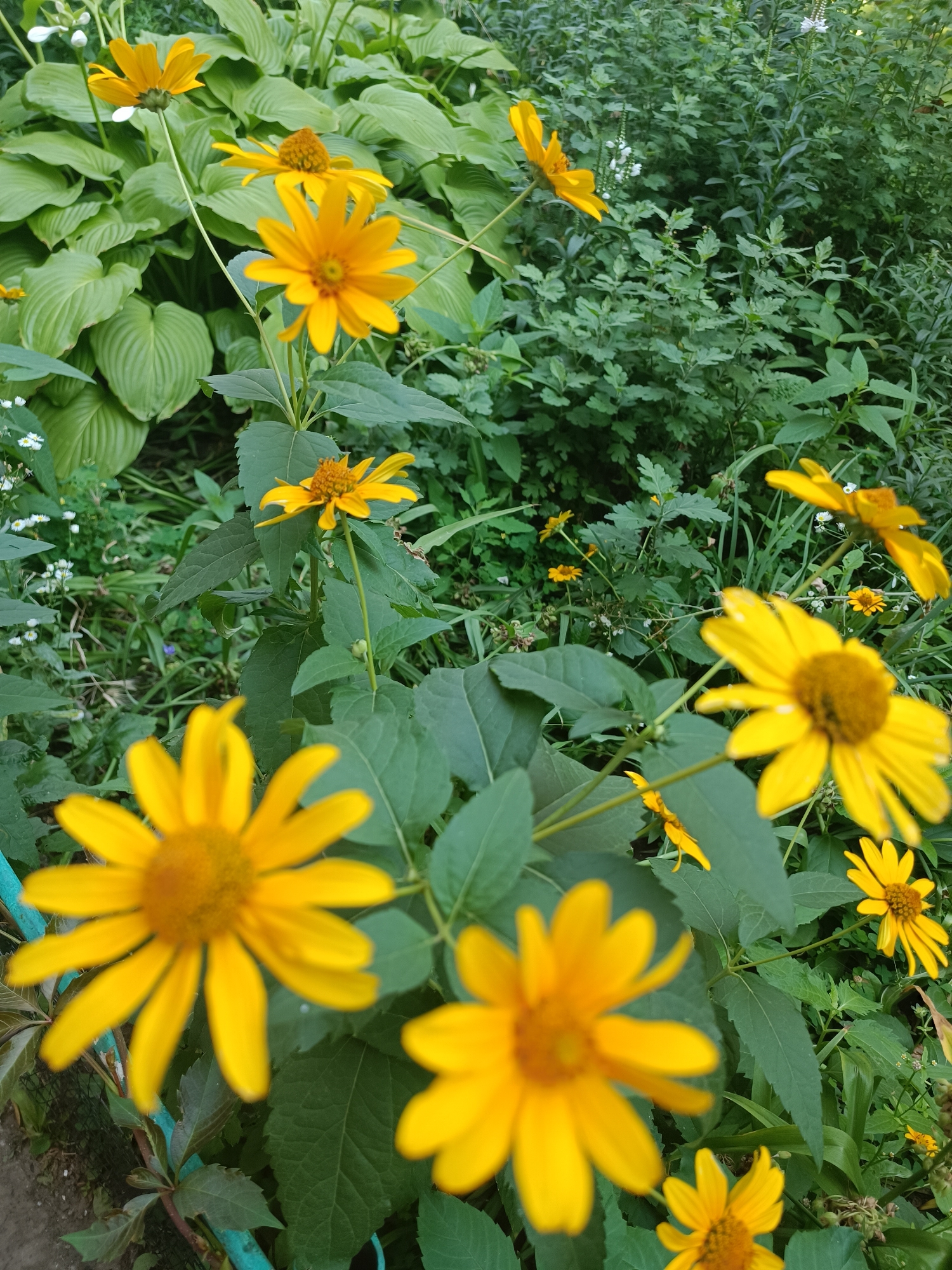 A high-angle, close-up shot captures a cluster of bright yellow flowers, likely daisies or sunflowers, blooming amidst lush green foliage. Several flowers are in focus, showcasing their vibrant petals and dark brown centers, while others are blurred in the foreground and background, creating a sense of depth. The plants are arranged in a natural, garden-like setting, with varying shades of green leaves and stems providing a textured backdrop. The overall impression is one of natural beauty and abundance. The scene is located in an outdoor environment, possibly a park or a private garden.
