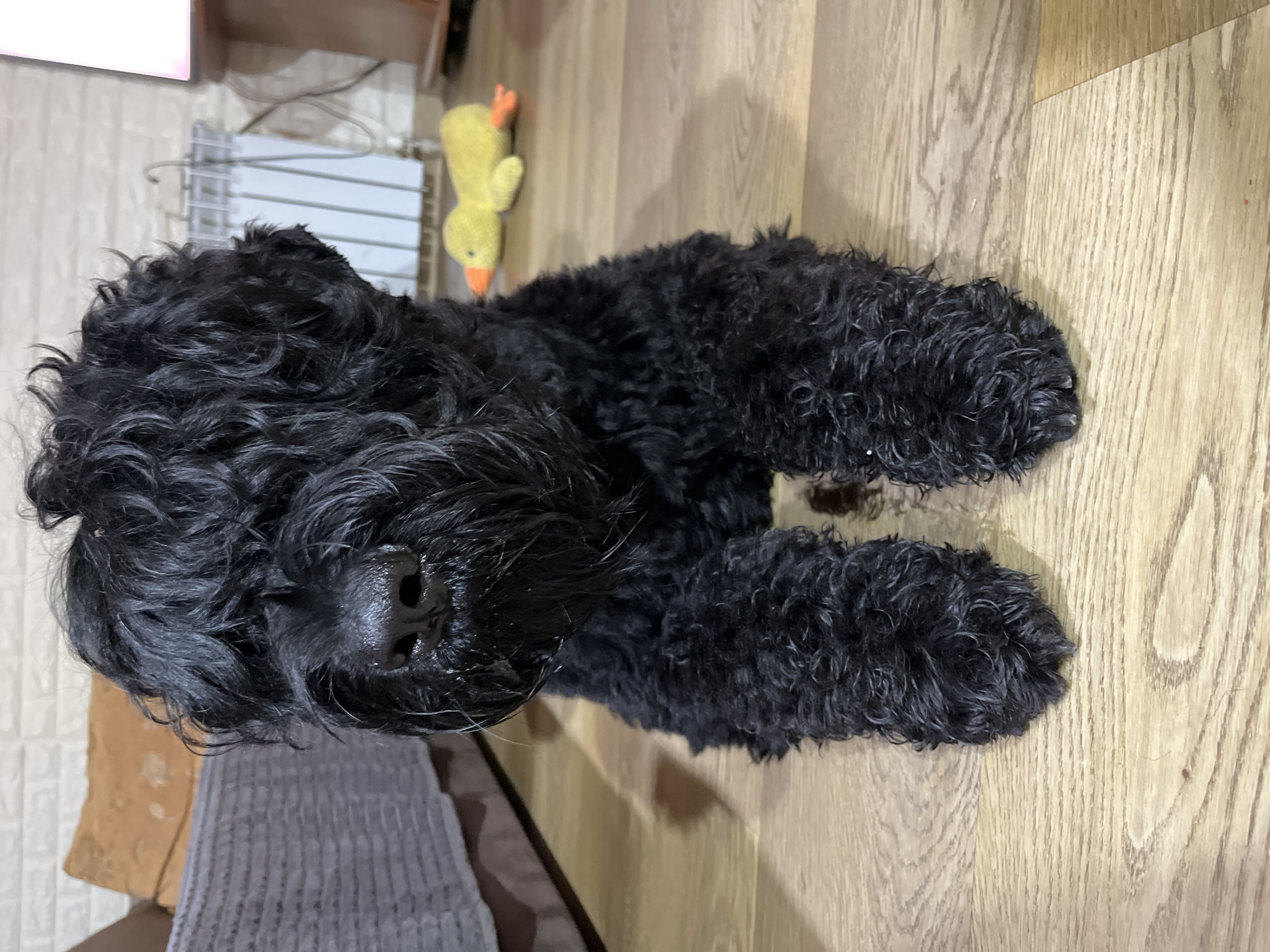 The image shows a black dog lying on a wooden floor in what appears to be an indoor setting. The dog has curly, black fur and its head is resting on the floor. A small, yellow toy duck is visible in the background, to the left of the dog. The setting includes a white tiled wall and a white radiator behind the dog, suggesting a home environment. The floor is made of light-colored wooden planks with a visible wood grain. The lighting suggests it might be daytime, but the specific time of day is not clearly indicated. There is no visible text in the image. The overall mood of the image is calm and relaxed, with the dog appearing to be resting.