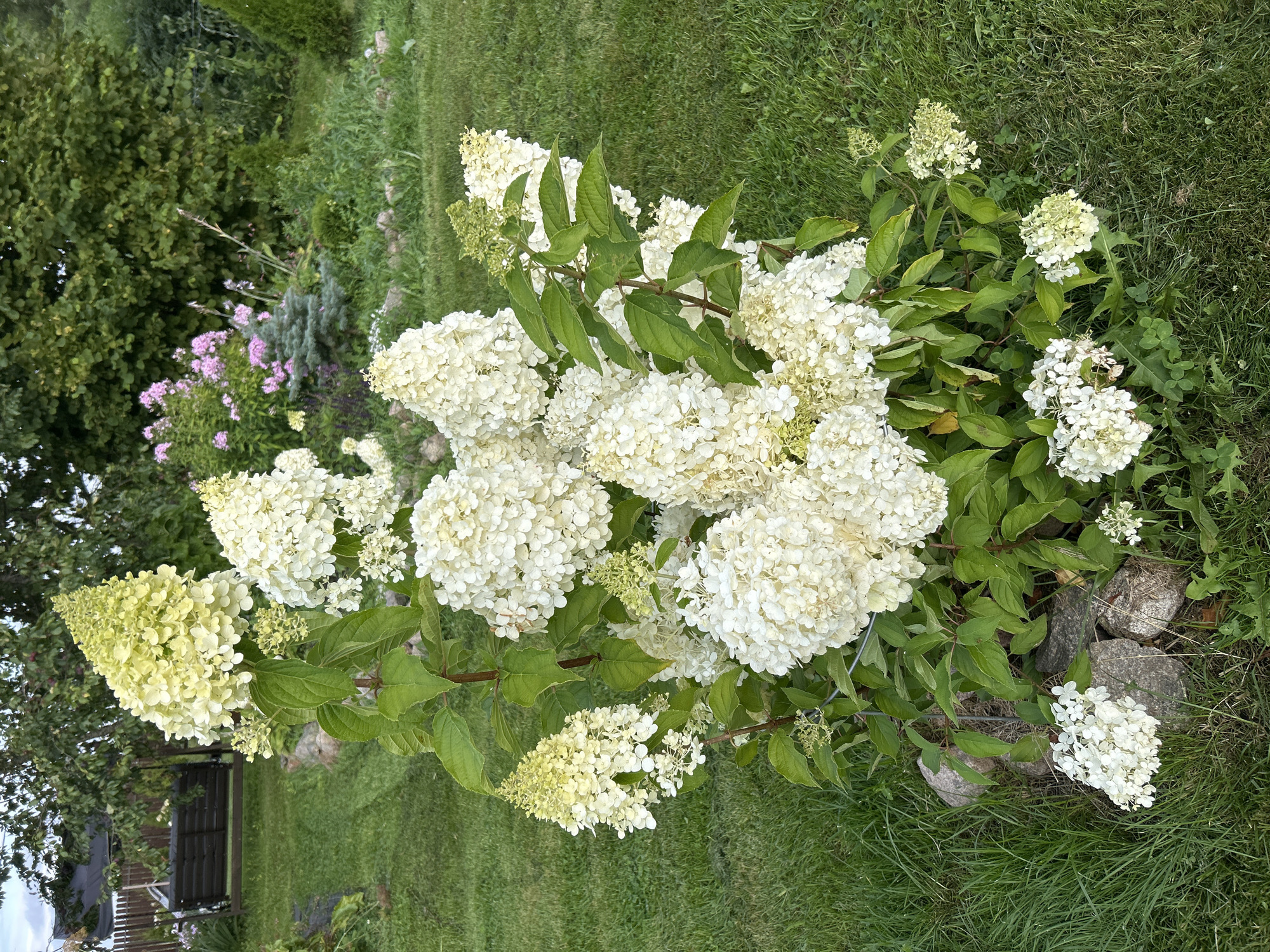 A dense, upright hydrangea bush with creamy white and pale green conical flower heads is the focal point of this outdoor scene. The bush is positioned on a grassy lawn, with several grey stones placed at its base. Behind the hydrangea, the background features a lush green garden with various plants and trees, including a conifer and some pink-flowered plants. To the left, a dark wooden swing set and a wooden fence are visible, hinting at a residential backyard setting. The lighting suggests it is late afternoon or early evening, with soft, natural light illuminating the garden. The location is identified as Verkhnii Prikhon, Russia, implying this is a view of a garden in that region.