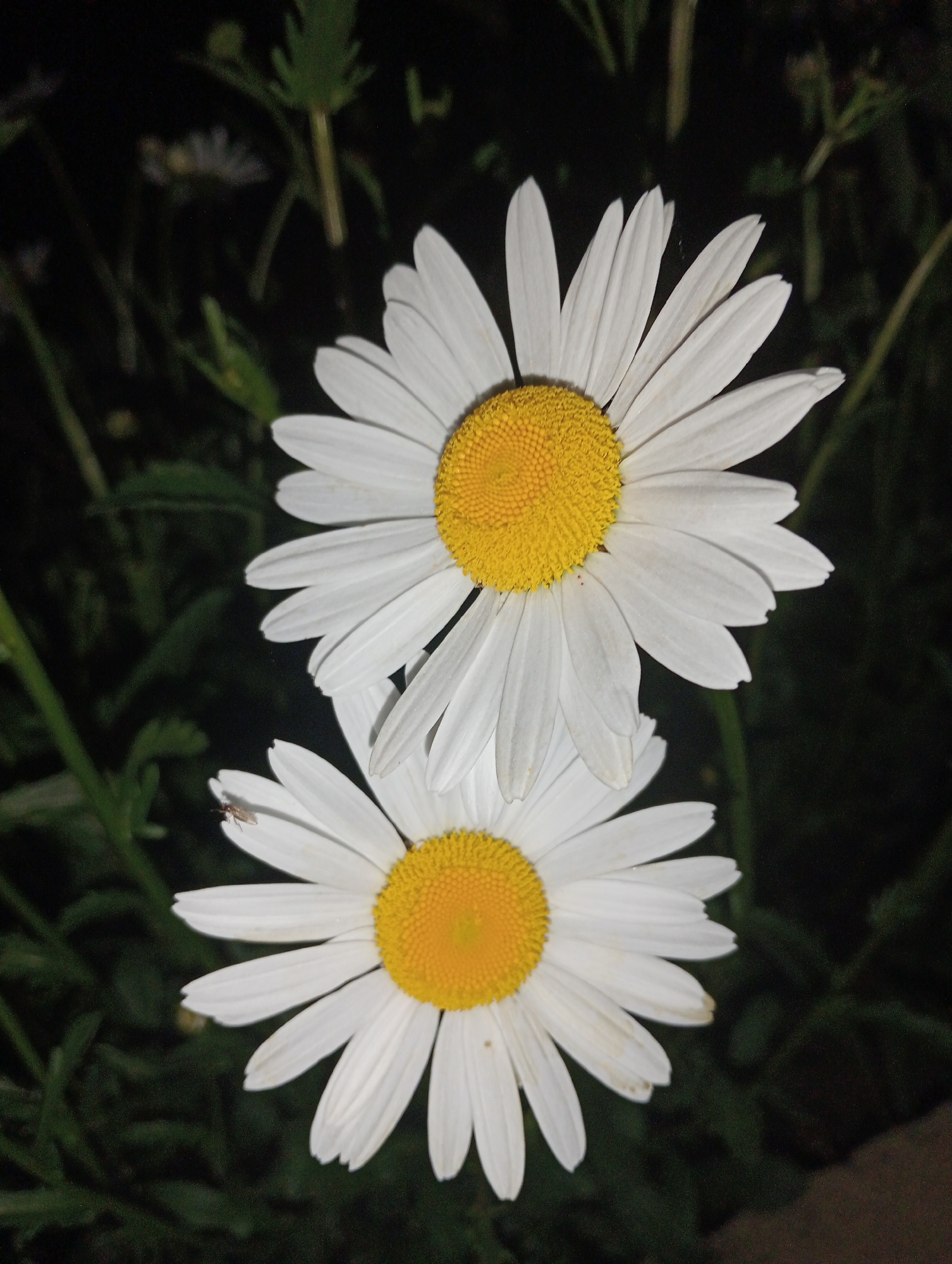 Two daisies are prominently displayed in the foreground. The daisies have white petals and bright yellow centers. A small insect is visible on one of the petals of the lower daisy. The background is dark and blurry, suggesting it is night or a low-light setting with some foliage. No specific details connect the image to the city of Babyn, Ukraine. The image primarily captures two daisies in a dark, possibly natural environment.