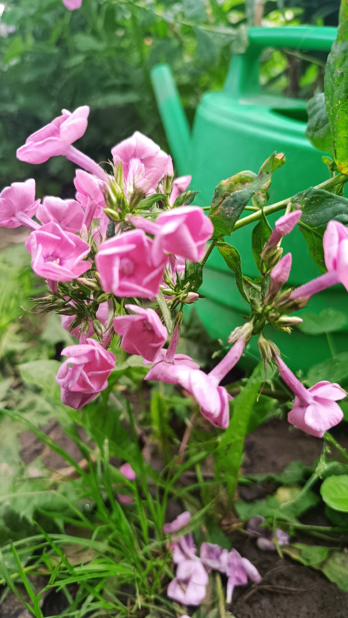 This close-up, eye-level shot captures a cluster of small, pink phlox flowers in bloom, with a bright green watering can visible in the blurred background. The flowers are in various stages of opening, with some appearing more fully bloomed and others still in bud form. Their delicate petals are a vibrant pink, and some have darker pink or white markings. The watering can, out of focus, suggests a garden setting. The ground beneath the flowers is covered with grass and soil. The image does not depict any people or specific actions. There is no indication of the image being located in the city of Karsha, Russia.