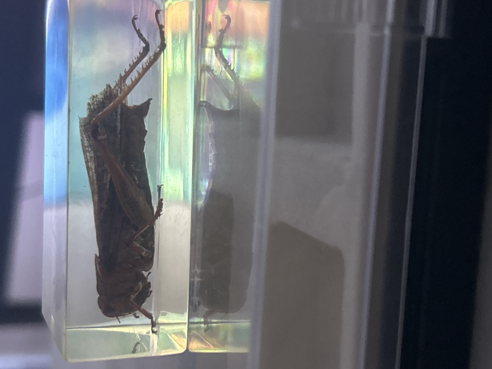 A preserved grasshopper is encased in a clear resin block with visible reflection, possibly for display or study. It is located inside, near a white and black surface. The exact location within Pleven, Bulgaria cannot be determined from the given image.