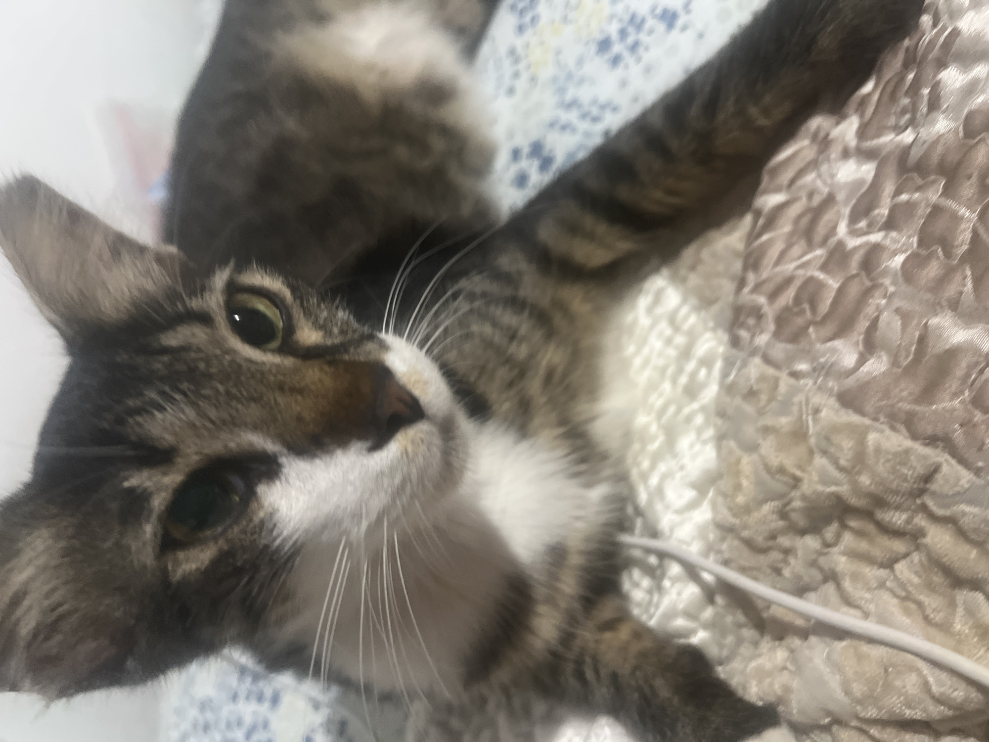 A close-up, low-angle, indoor shot focuses on a tabby cat lying on a patterned bedspread. The cat's head is positioned to the left, with its right eye visible and looking towards the camera. Its fur exhibits a pattern of brown, black, and white stripes. The cat's front paw extends forward, resting on the bedspread, which is textured and appears to be made of fabric. A thin, white wire is visible running diagonally across the image, near the cat's paw. The background consists of more bedding with a blue and white pattern. The scene takes place indoors, in a domestic setting. There is no indication of the city of Or Akiva, Israel.