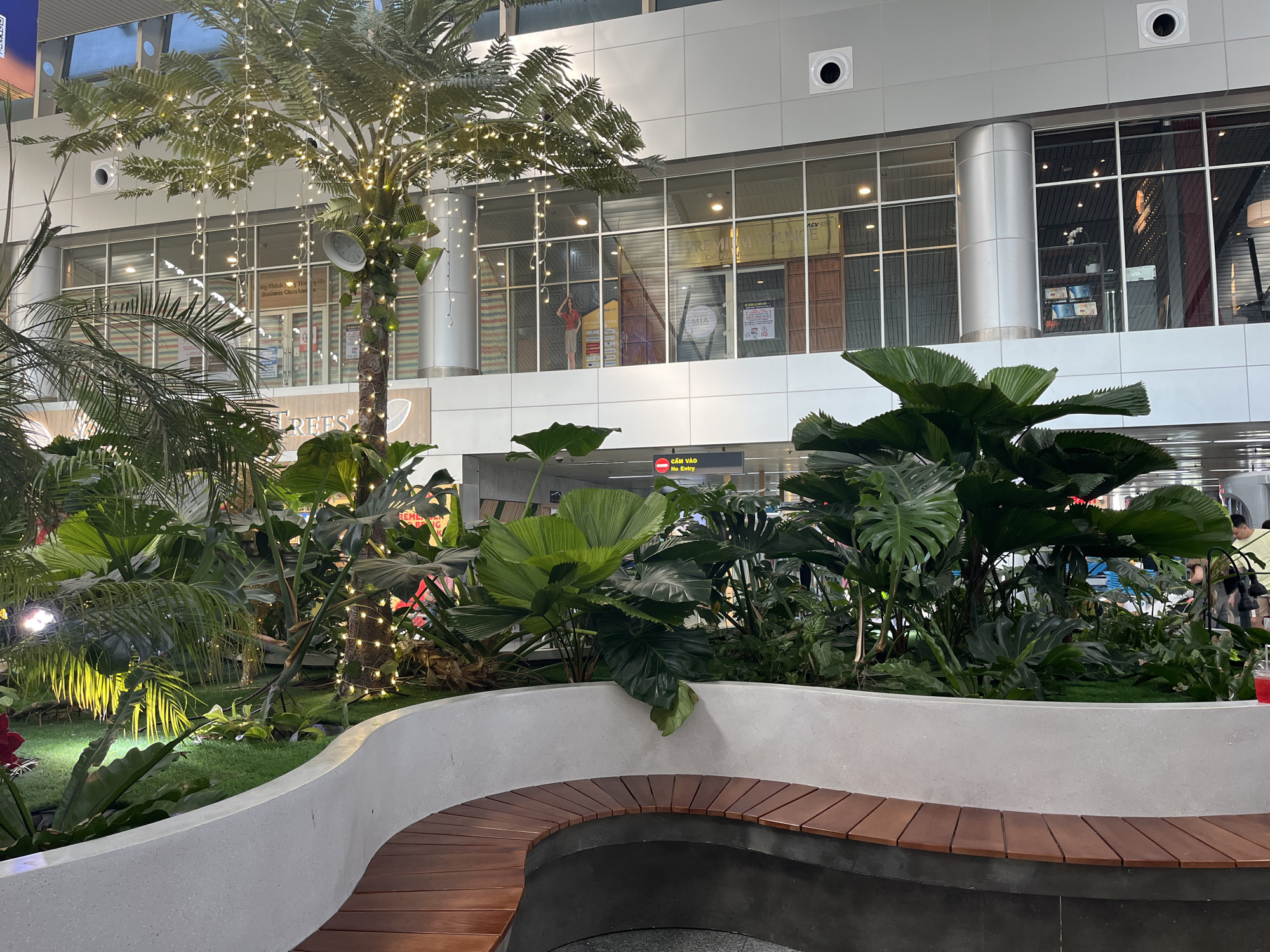 The image captures an indoor public area, identified as part of Da Nang International Airport in Da Nang, Vietnam. In the foreground, a curved, contemporary bench features a light grey concrete base topped with dark wooden slats, forming a seating area around a large planter.
The planter is filled with a dense array of tropical-style foliage, including several palm trees and large-leafed plants, some appearing to be artificial. A prominent palm tree in the center is extensively decorated with vertical strands of small, warm white fairy lights hanging from its fronds and wrapped around its trunk. The ground within the planter is covered with green turf, illuminated in sections by bright spotlights. A red floral element is visible on the far left of the planter. A hand holding a red beverage cup is partially visible on the right edge of the wooden bench.
The background is dominated by a modern building interior, characterized by large, grid-patterned glass windows framed in white. These windows overlook or provide access to elevated spaces. Visible through the glass are signs written in Vietnamese and English, including "PREMIUM LOUNGE DA NANG," "ACV" (Airports Corporation of Vietnam), "MIA," and "CẤM VÀO No Entry." The interior of a lounge is discernible through the windows, featuring furniture and a life-sized female mannequin or cutout in a red top and light skirt. A tall, silver cylindrical column stands between window sections. The walls above and flanking the windows are clad in light-colored panels, incorporating circular ventilation or light fixtures. Distant, blurry figures are faintly visible through the windows.