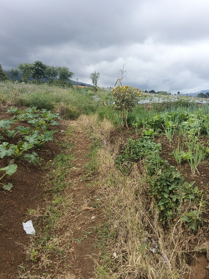 The image depicts an outdoor agricultural scene in Đăk Mar, Vietnam, under a uniformly overcast grey sky. A narrow, unpaved dirt path, approximately 0.5 meters wide, bisects the cultivated area from the foreground towards the distant horizon, appearing to gently ascend. The path is characterized by patches of bare earth, sparse green grass, and dried brown vegetation. A small piece of white, crumpled litter is visible on the path in the lower-left quadrant.
To the immediate left of the path, a section of dark brown tilled soil contains several large-leafed green plants, consistent with squash or pumpkin, arranged in rows. Beyond these plants, a broader area of mixed green and brown vegetation extends towards a distant treeline.
To the immediate right of the path, another section of tilled soil hosts rows of slender green plants resembling scallions or green onions, interspersed with other leafy green vegetables such as lettuce or cabbage. Further back on the right, a small shrub with yellow-green foliage is present, with a tall, dried plant stalk (possibly corn) extending upwards behind it. Beyond these immediate crops, fields appear covered with extensive white plastic sheeting, indicative of agricultural mulching or coverings.
In the mid-ground, a line of trees with varied green foliage creates a boundary, backed by a range of hills or mountains partially obscured by atmospheric haze. No people, animals, or overt human activities are visible. The overall environment suggests an active rural farming landscape.