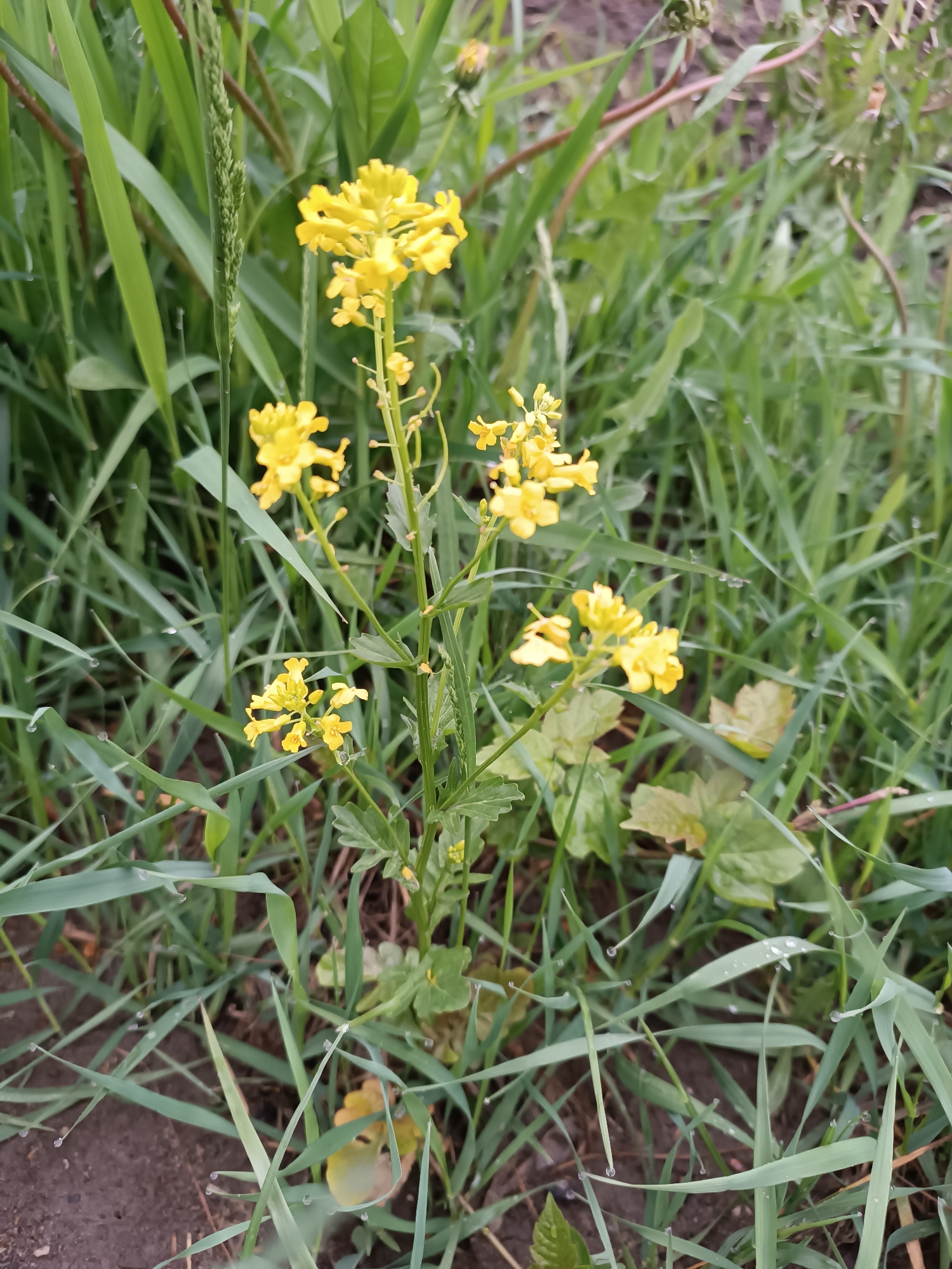 The image depicts a patch of vegetation in an outdoor environment. A flowering plant with small, bright yellow flowers stands prominently in the center. The plant's stem is green, and the flowers are clustered at the top and along the stem. The surrounding vegetation consists mainly of green grasses and other leafy plants, with some dew drops visible on the grass blades, suggesting recent moisture. The ground is visible in patches, revealing dark soil. Without additional information or context, it's impossible to confirm the specific location within Chaikovsky, Russia.