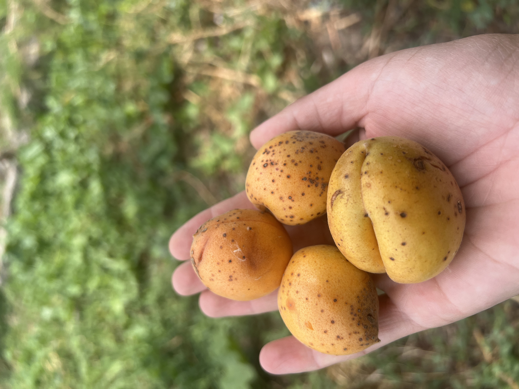 A person's left hand, palm up, holds four small, yellow-orange fruits with dark speckles. The fruits are approximately the size of large marbles. The background is blurred green foliage and dry grass, consistent with an outdoor environment in Kara-Dıykan, Kyrgyzstan. The lighting suggests it is daytime, with soft natural light. No buildings or specific urban features are visible.