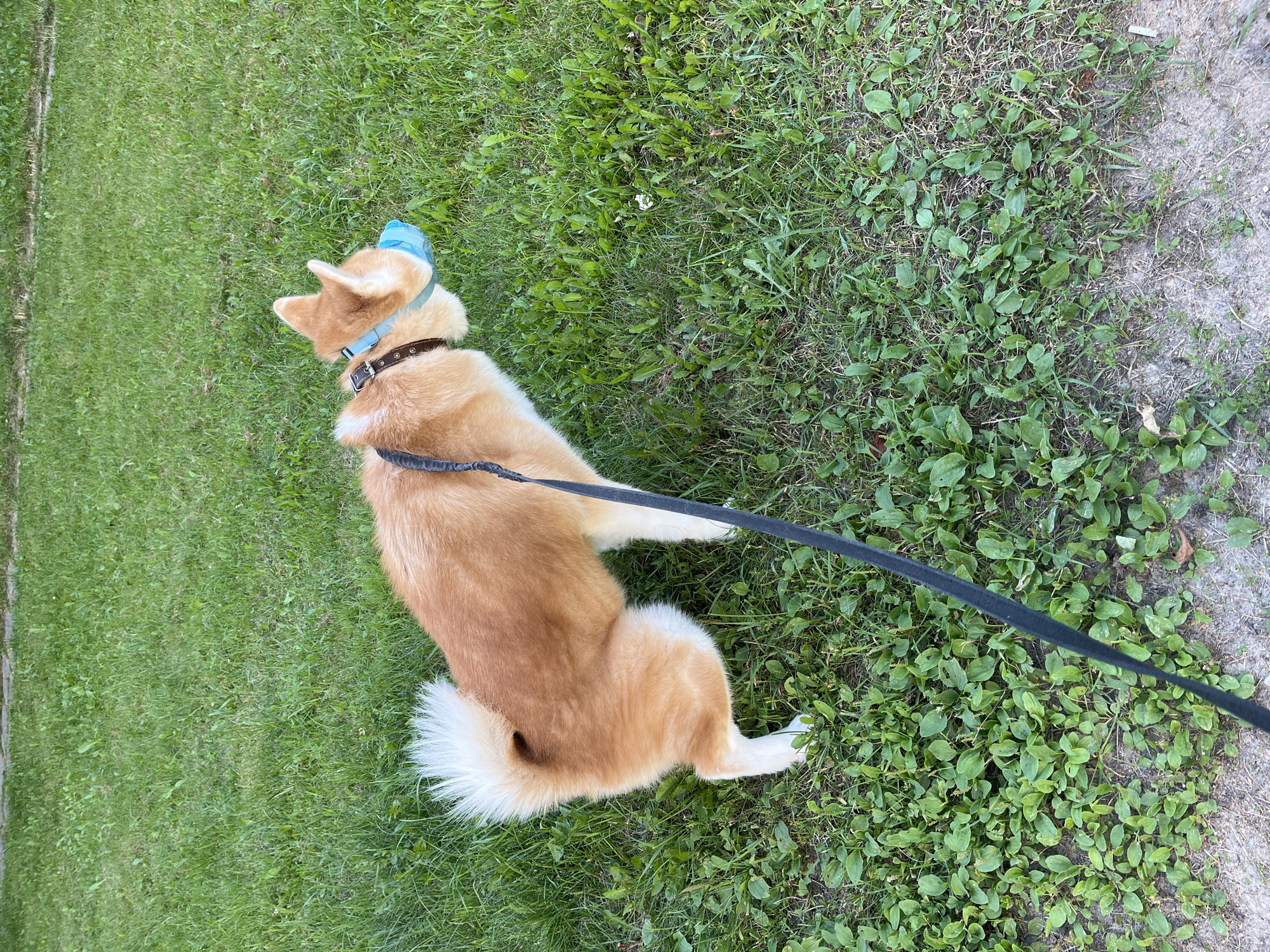 A fluffy, tan and white dog with a curled tail and wearing a blue muzzle is standing on a patch of grass. A black leash is attached to the dog's collar. The dog is facing to the right, with its head lowered. The ground is covered in green grass and some small plants. The image appears to have been taken outdoors during the daytime. The scene does not provide any specific details to determine the location within the city of Minsk, Belarus.