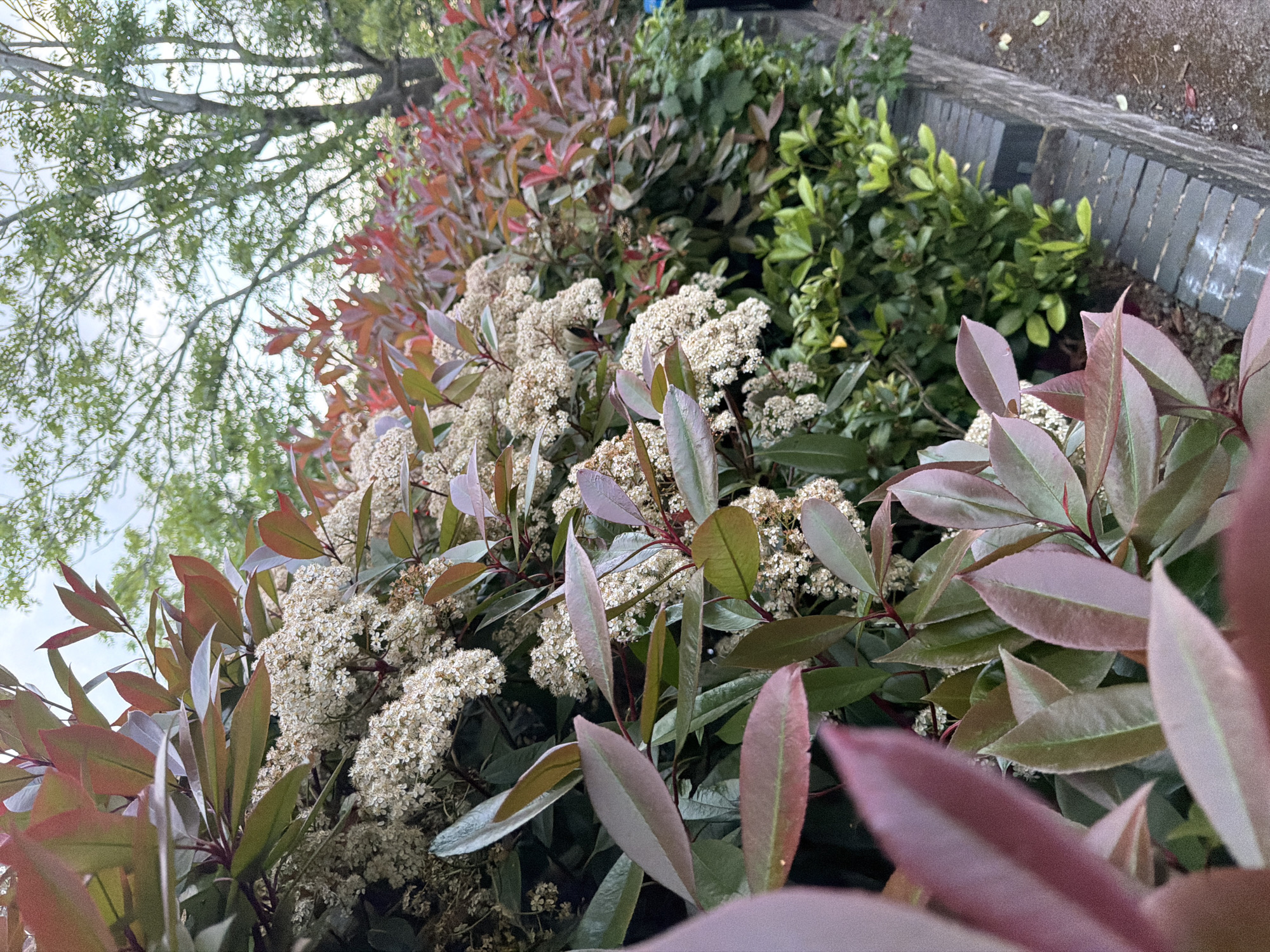 The image shows a close-up view of a flowerbed with shrubs and white flowers in full bloom. The leaves of the shrubs are a mix of green, red, and purplish hues. The background reveals a glimpse of trees with green foliage, a brick wall, and a cloudy sky. It is not possible to determine the location in the city of London, United Kingdom from this image alone.