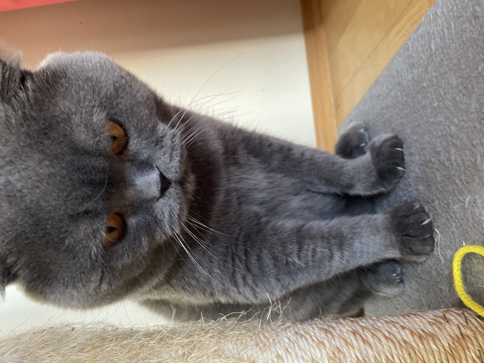 A gray cat with amber eyes is lying on a textured surface that appears to be a cat tree or scratching post. The cat is positioned at an angle, with its paws visible and extended slightly. A yellow string is near the cat's paws. The background includes a light-colored wooden surface and a gray, carpeted area.