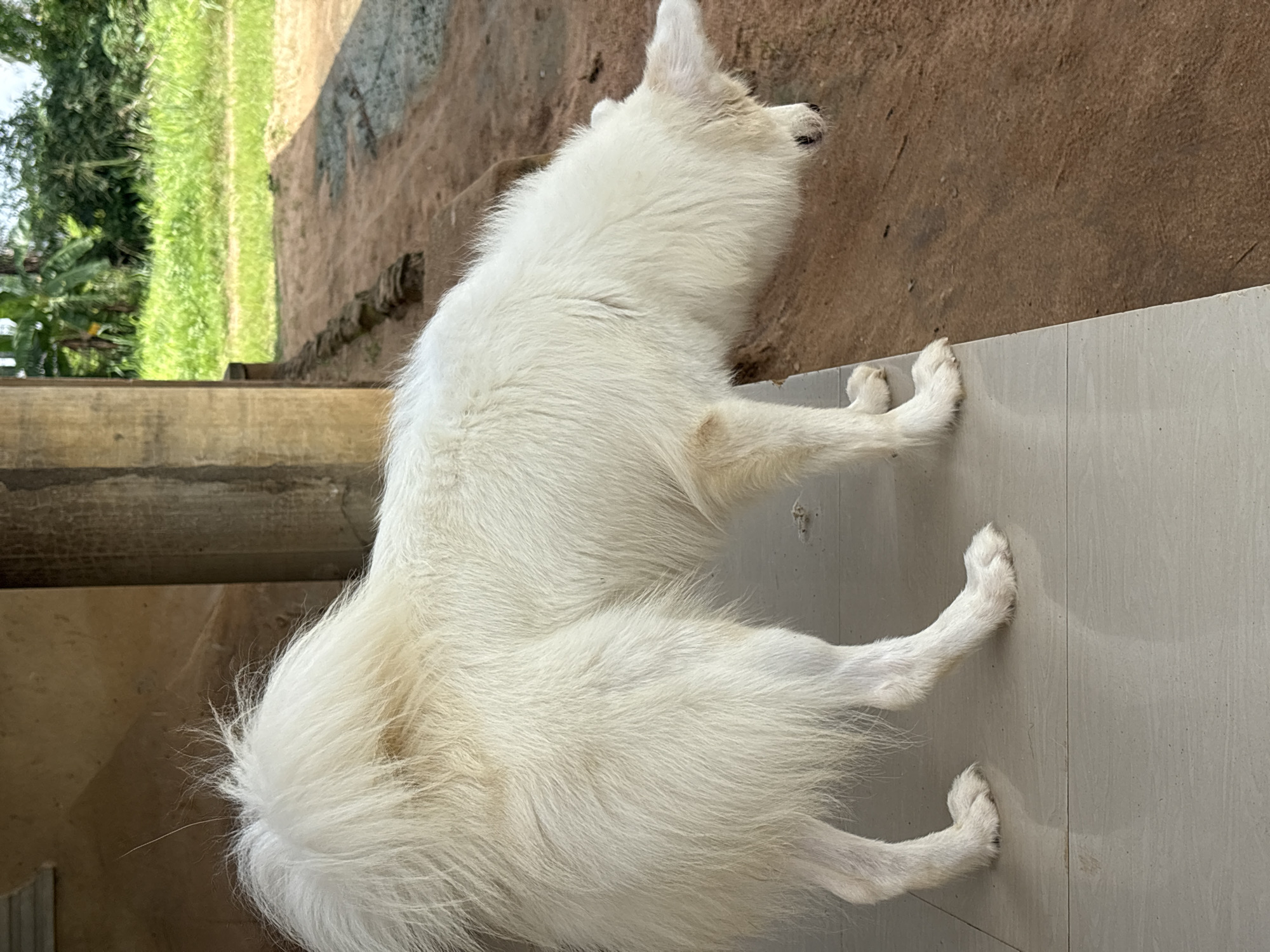 The image captures a white, fluffy dog, likely a Spitz-type breed, standing outdoors on a bright day. The dog is positioned on a light grey tiled floor, which forms the lower part of the scene. Its body is largely facing away from the camera, with its head turned slightly to its left, looking into the distance. The dog exhibits thick, clean white fur and a bushy, curled tail.
Beyond the tiled surface, the middle ground transitions into a reddish-brown dirt or earth patch. In the background, vibrant green grass stretches out, followed by dense, lush vegetation, including trees or bushes. A light-colored concrete or stone structure, possibly a pillar or wall base, is partially visible on the far left side of the frame. The bright, even lighting suggests it is daytime. The combination of tiled outdoor space, natural ground, and abundant green vegetation is consistent with an outdoor setting, such as a patio or yard, in a warm climate like Ikot Ekpene, Nigeria. There is no visible text in the image.