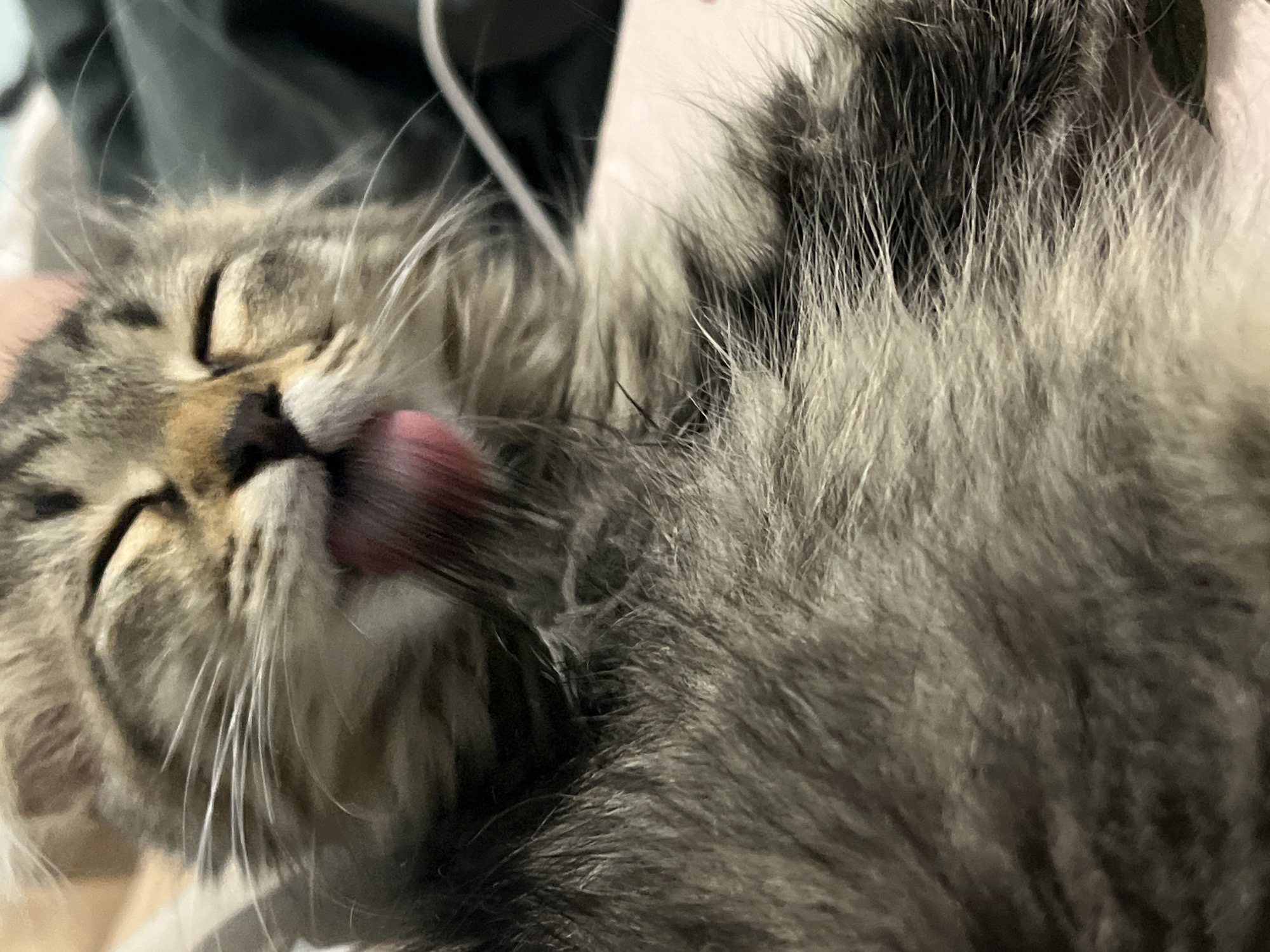 A close-up, eye-level shot shows a fluffy, tabby kitten licking its face. The kitten's eyes are closed, and its pink tongue is extended. Its fur is a mix of gray, brown, and black. The background is out of focus, but appears to be a dark, soft surface, possibly bedding. The image does not contain any identifiable landmarks or information that would place it in Smolenskaya, Russia.