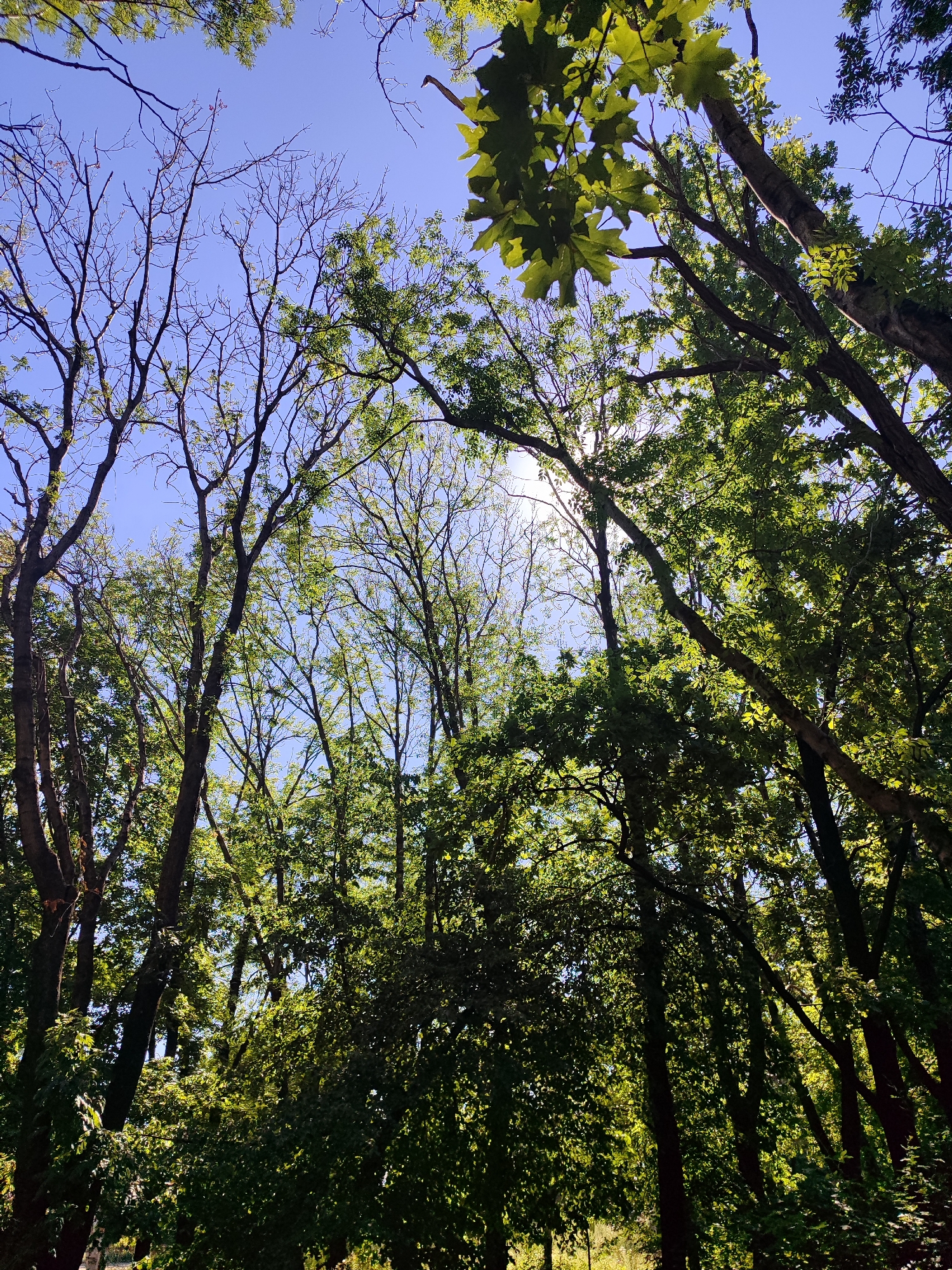An upward-facing, full shot captures a dense forest canopy against a clear blue sky. Sunlight filters through the lush green leaves of several trees, creating dappled patterns on the foliage and branches. Some trees are bare, their stark branches contrasting with the vibrant greenery. The scene appears to be an outdoor natural environment, likely a park or wooded area, with no visible people or man-made structures.